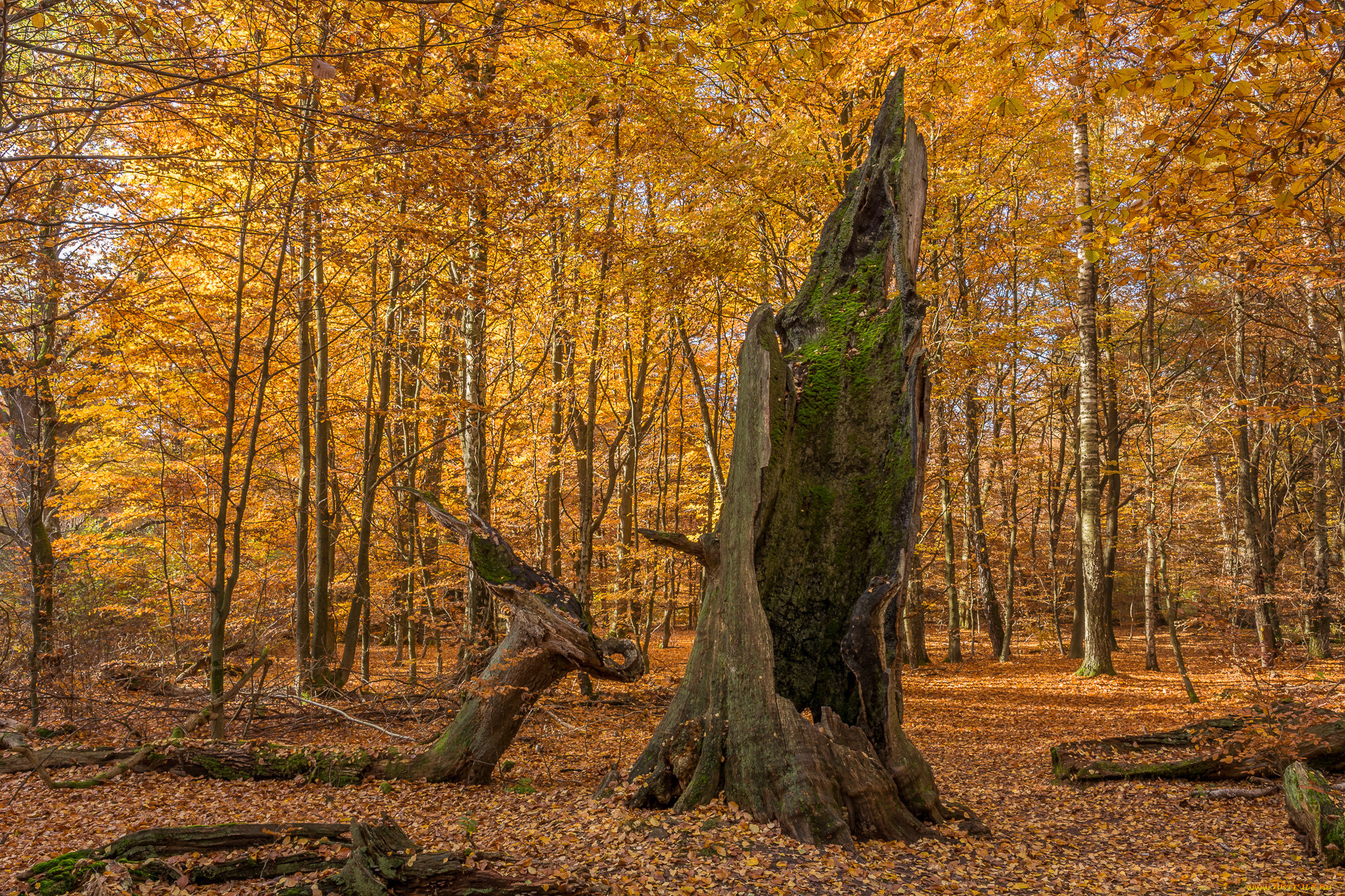 природа, лес, деревья