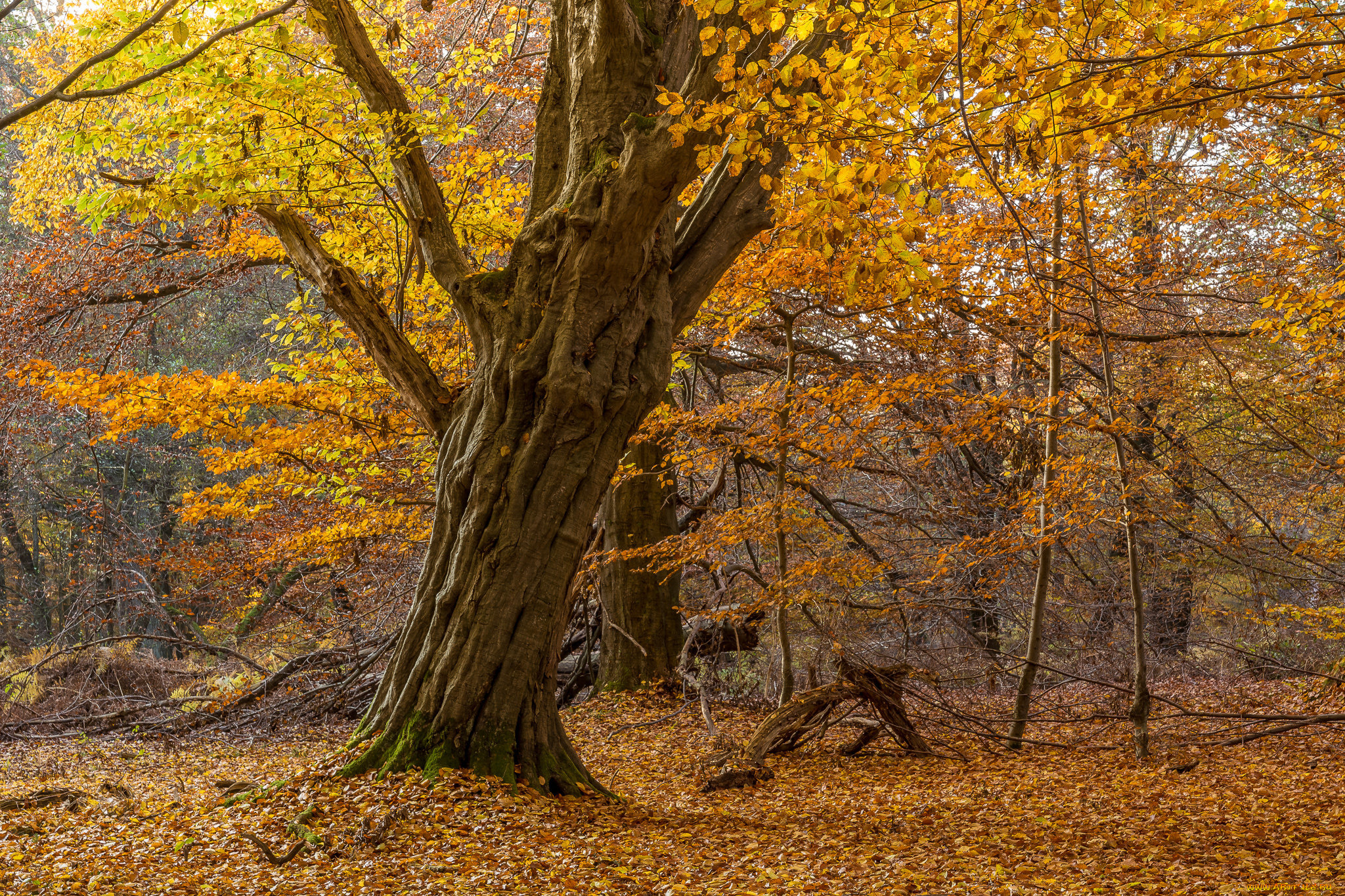 природа, лес, деревья
