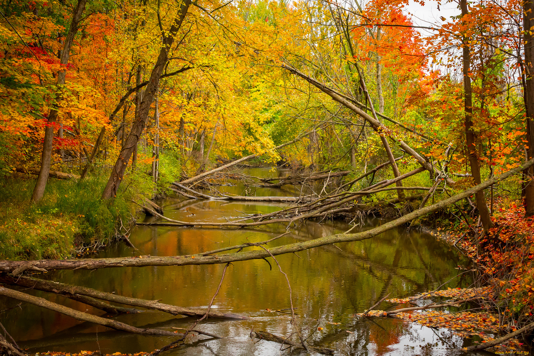 природа, реки, озера, лес, река