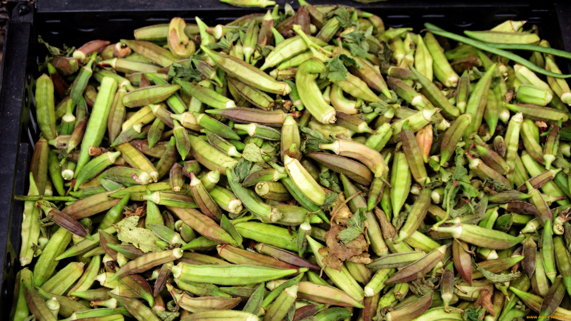 еда, окра, бамия