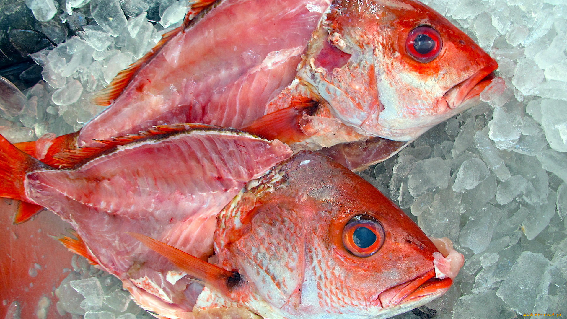 еда, рыба, , морепродукты, , суши, , роллы, лед, свежая