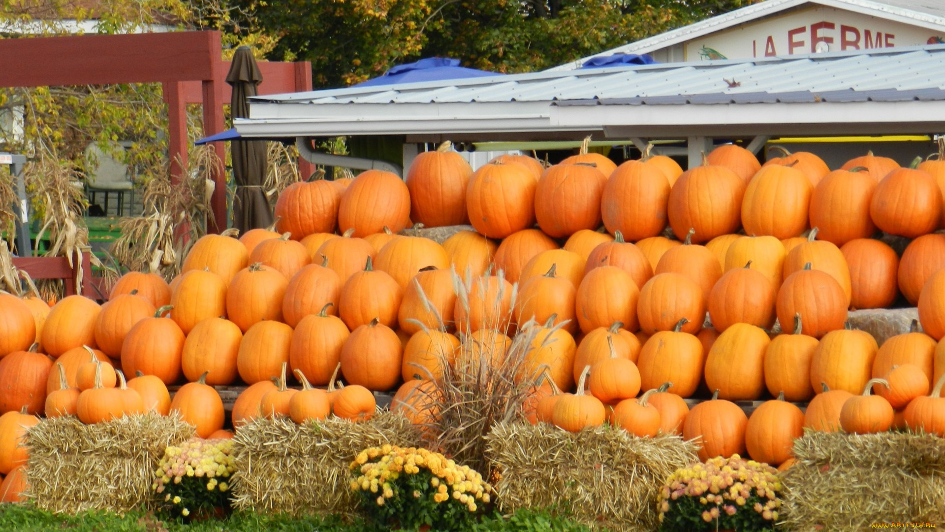 еда, тыква, осень, тыквы, много, урожай
