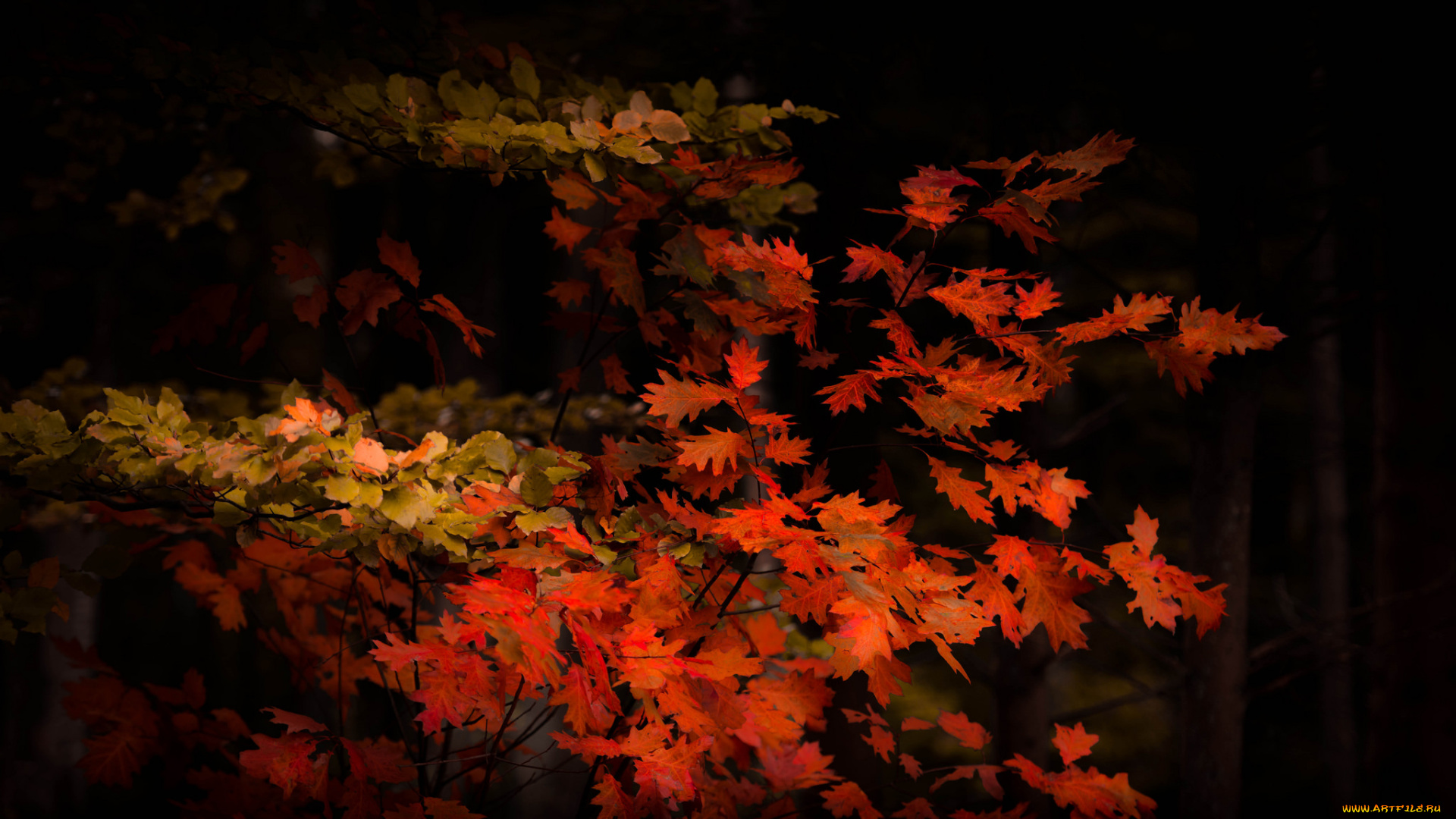 природа, деревья, простор