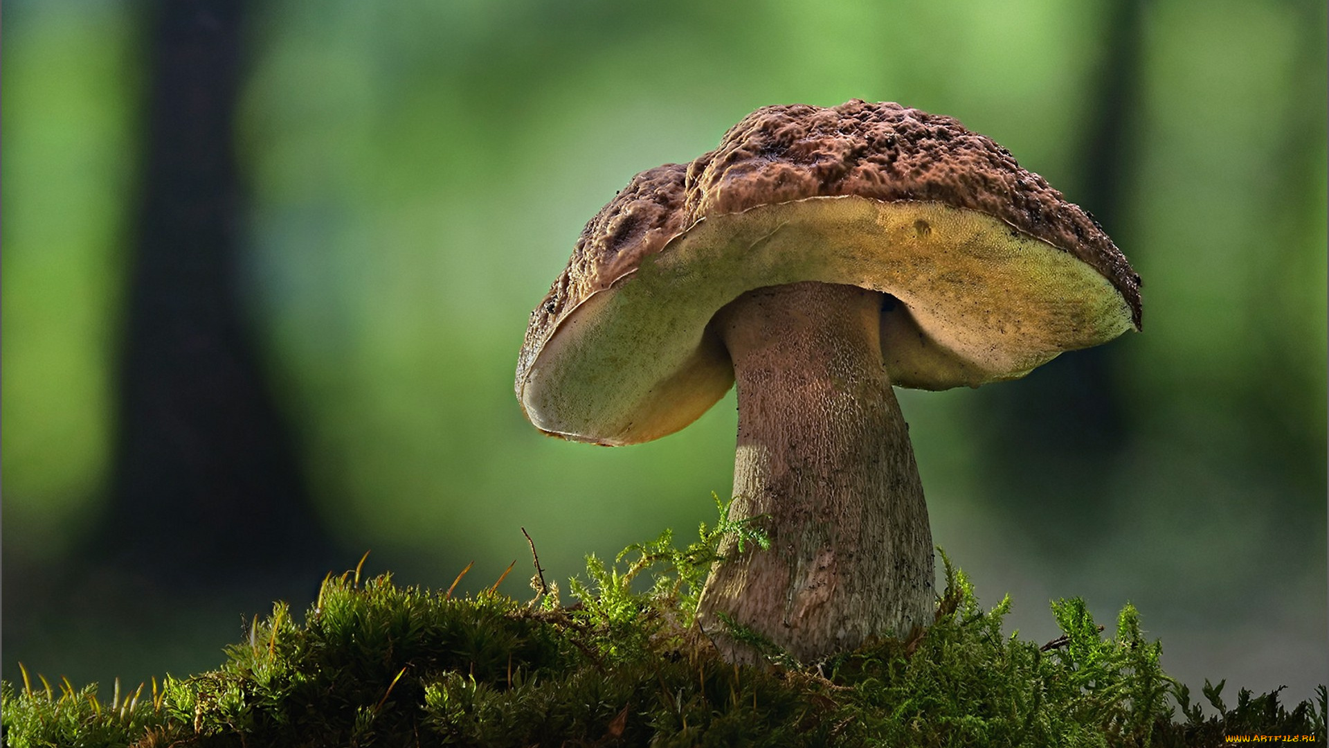 природа, грибы, боровик