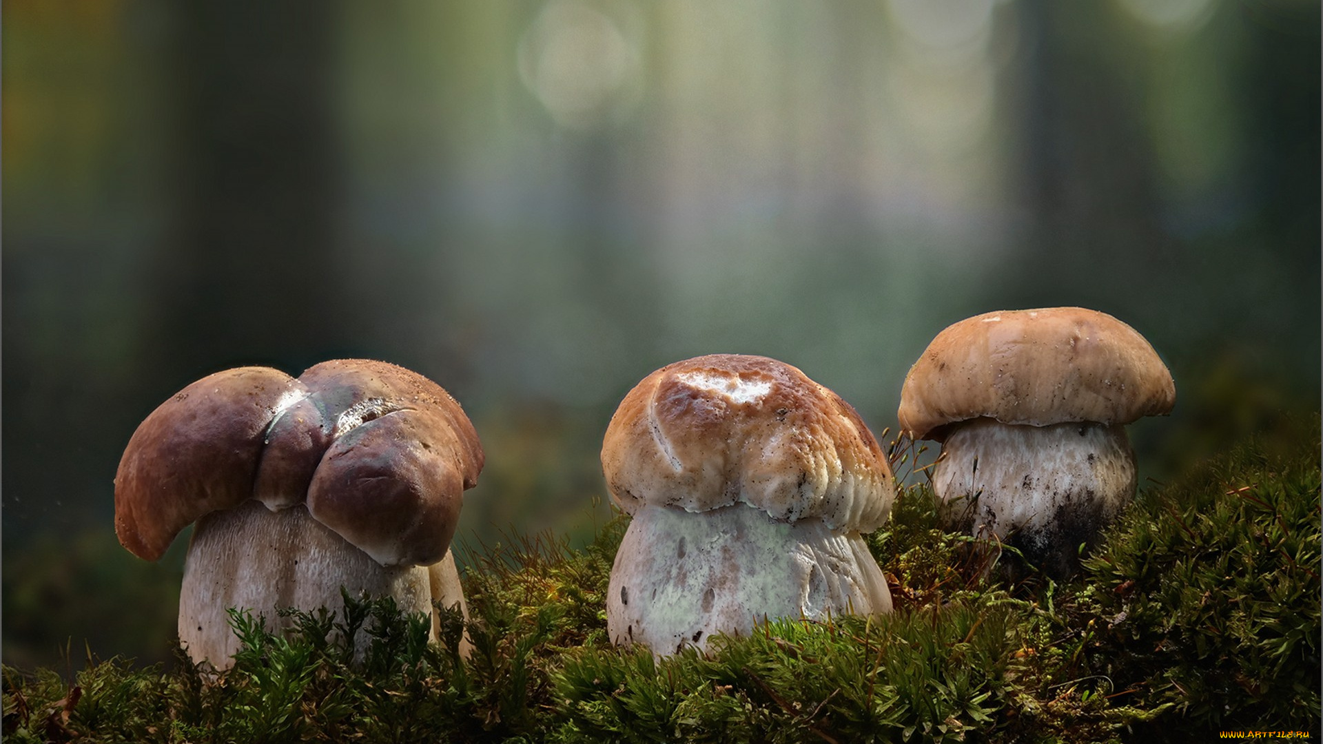 природа, грибы, боровик