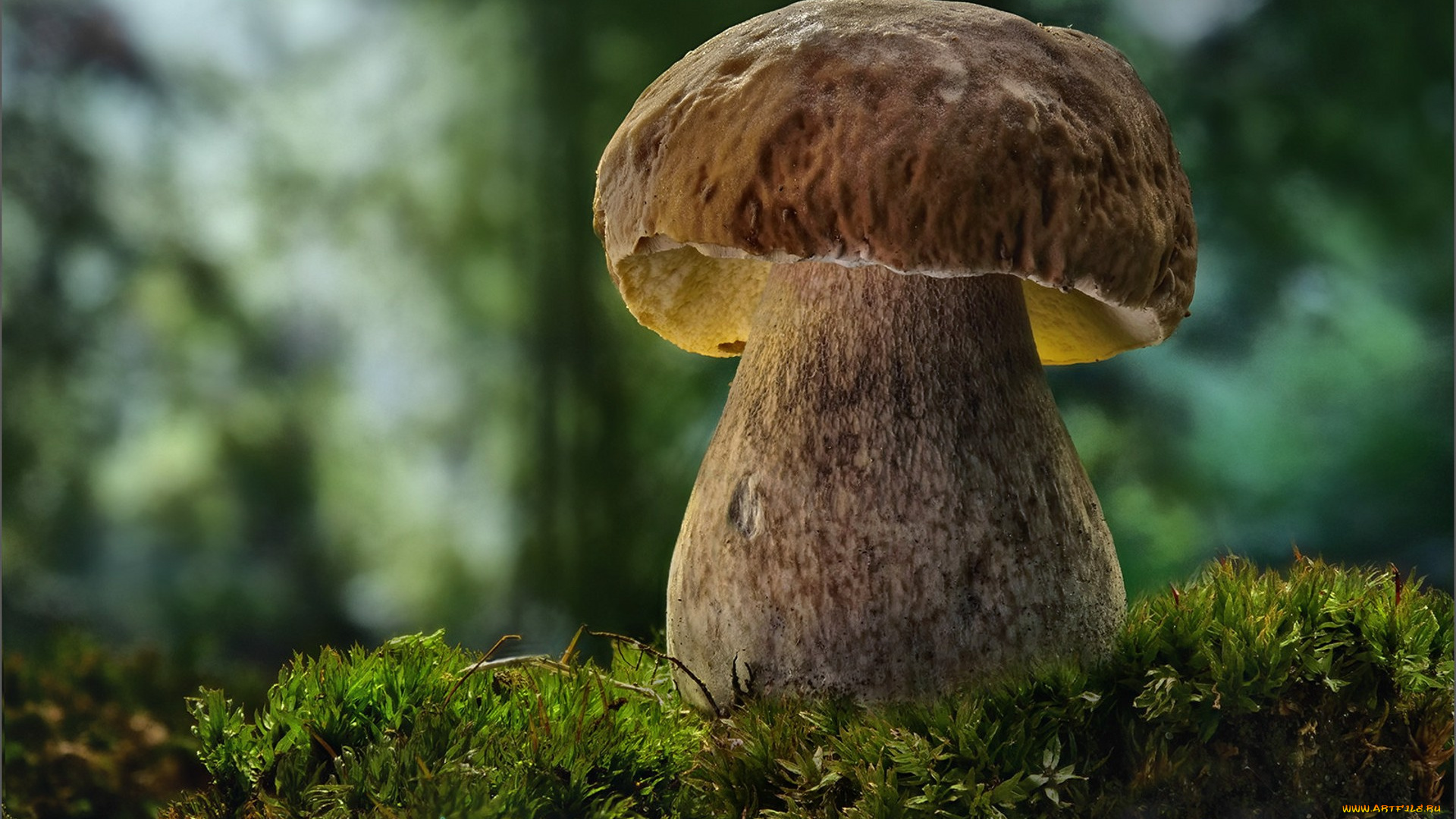 природа, грибы, боровик