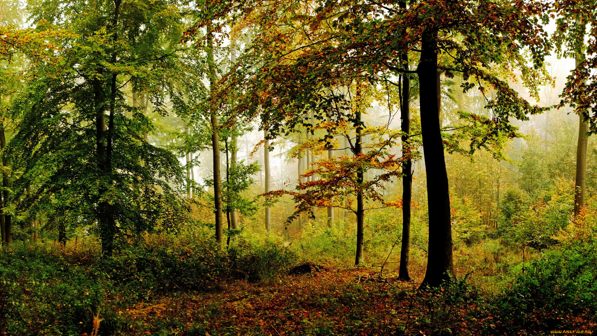 природа, лес, простор