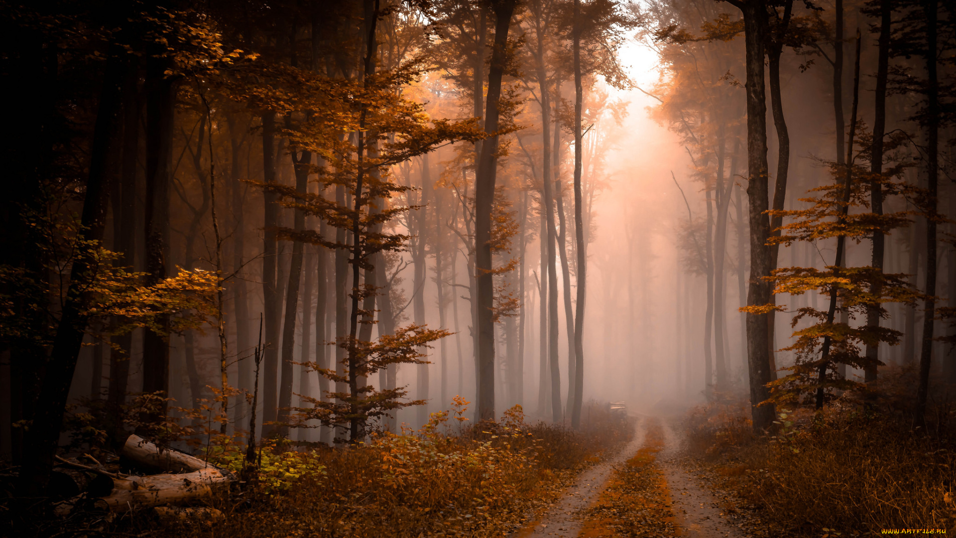 природа, лес, простор