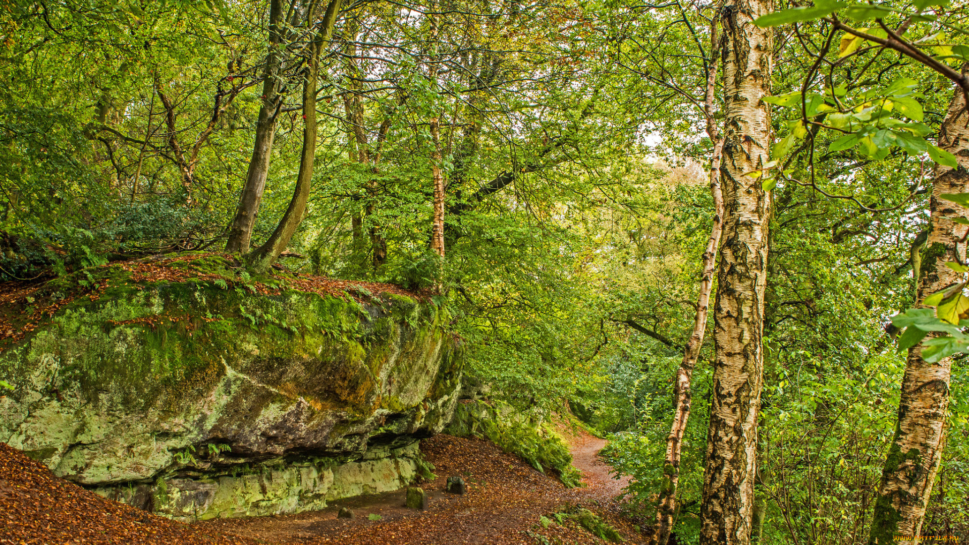 природа, лес, простор