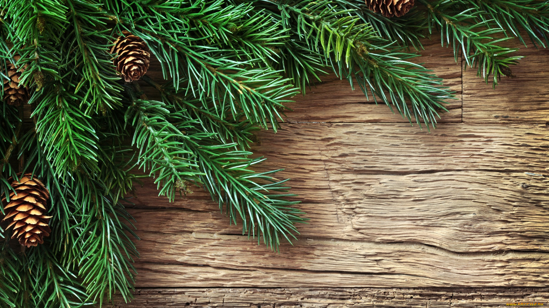 природа, шишки, , жёлуди, , каштаны, ветки, ели, елочка