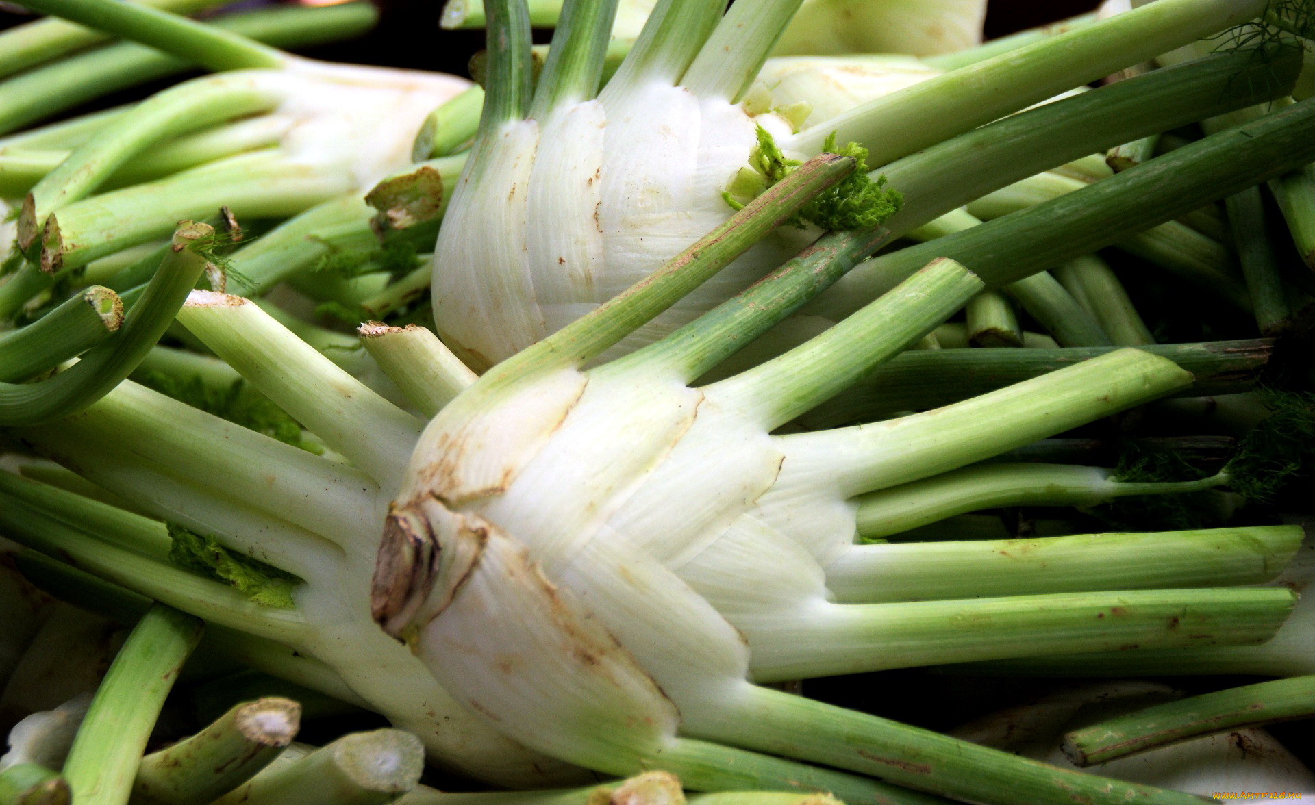 еда, овощи, фенхель