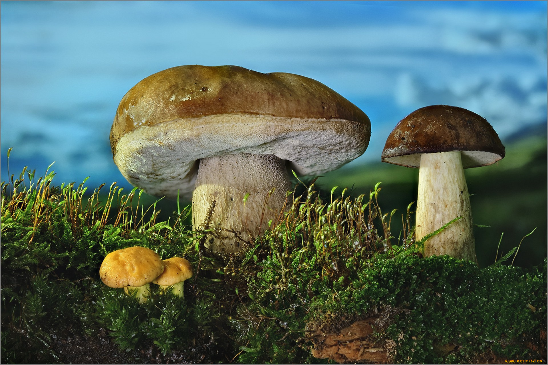 природа, грибы, боровик