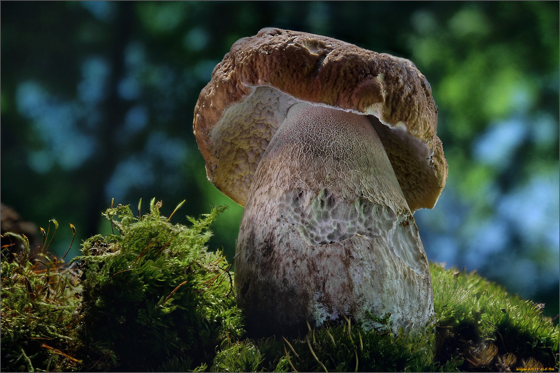 природа, грибы, боровик