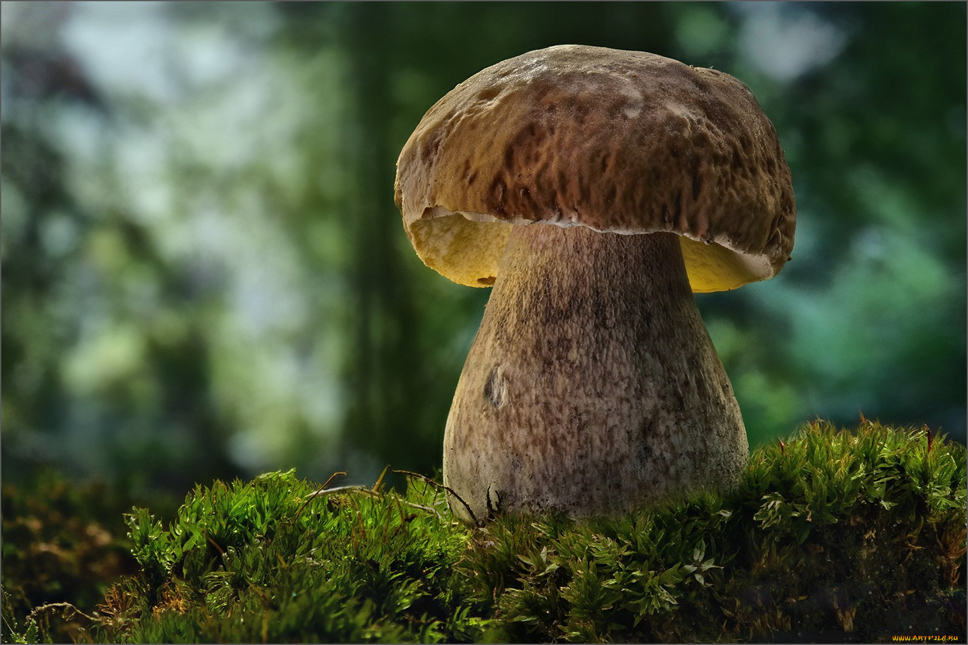 природа, грибы, боровик