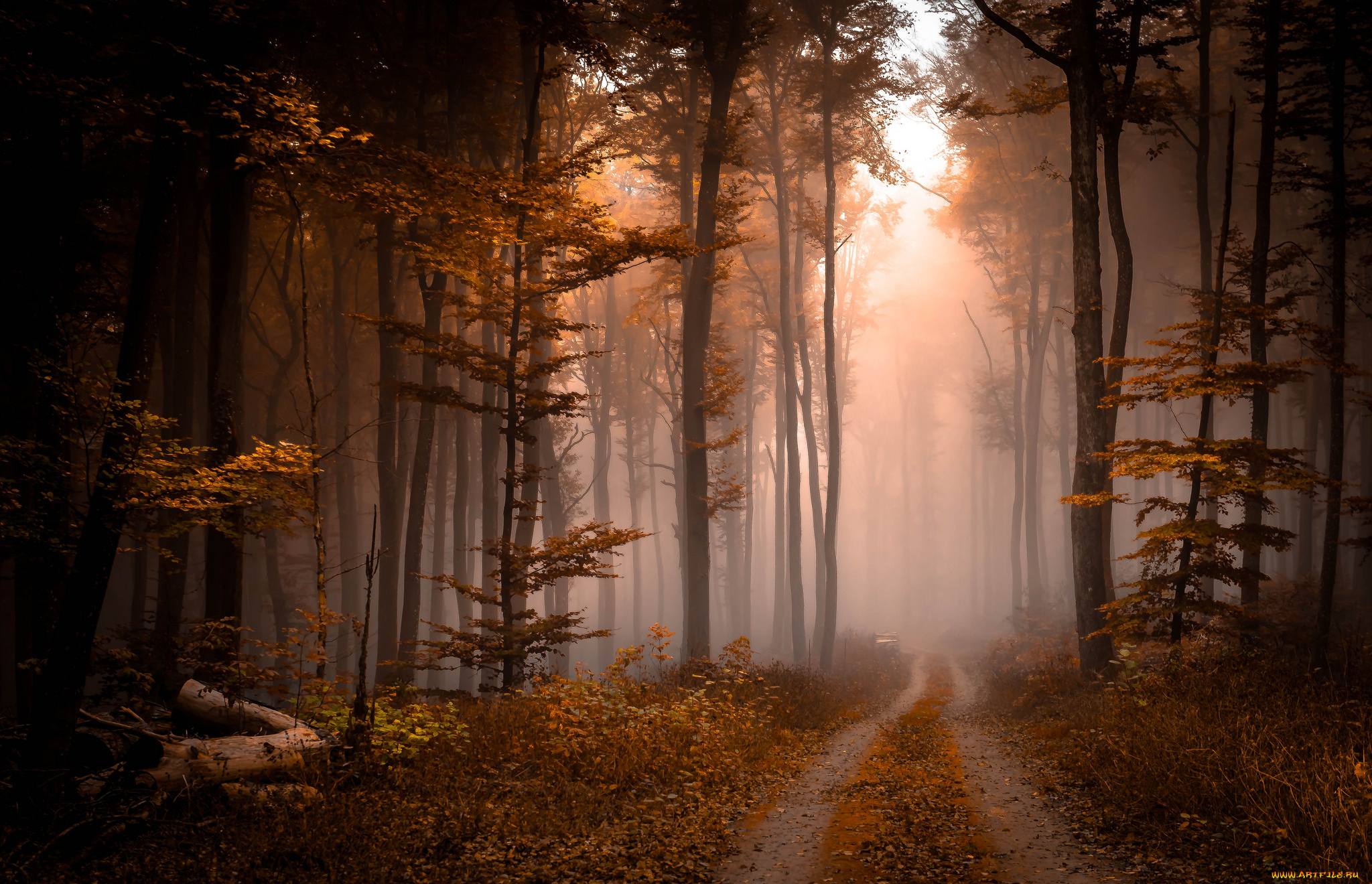 природа, лес, простор