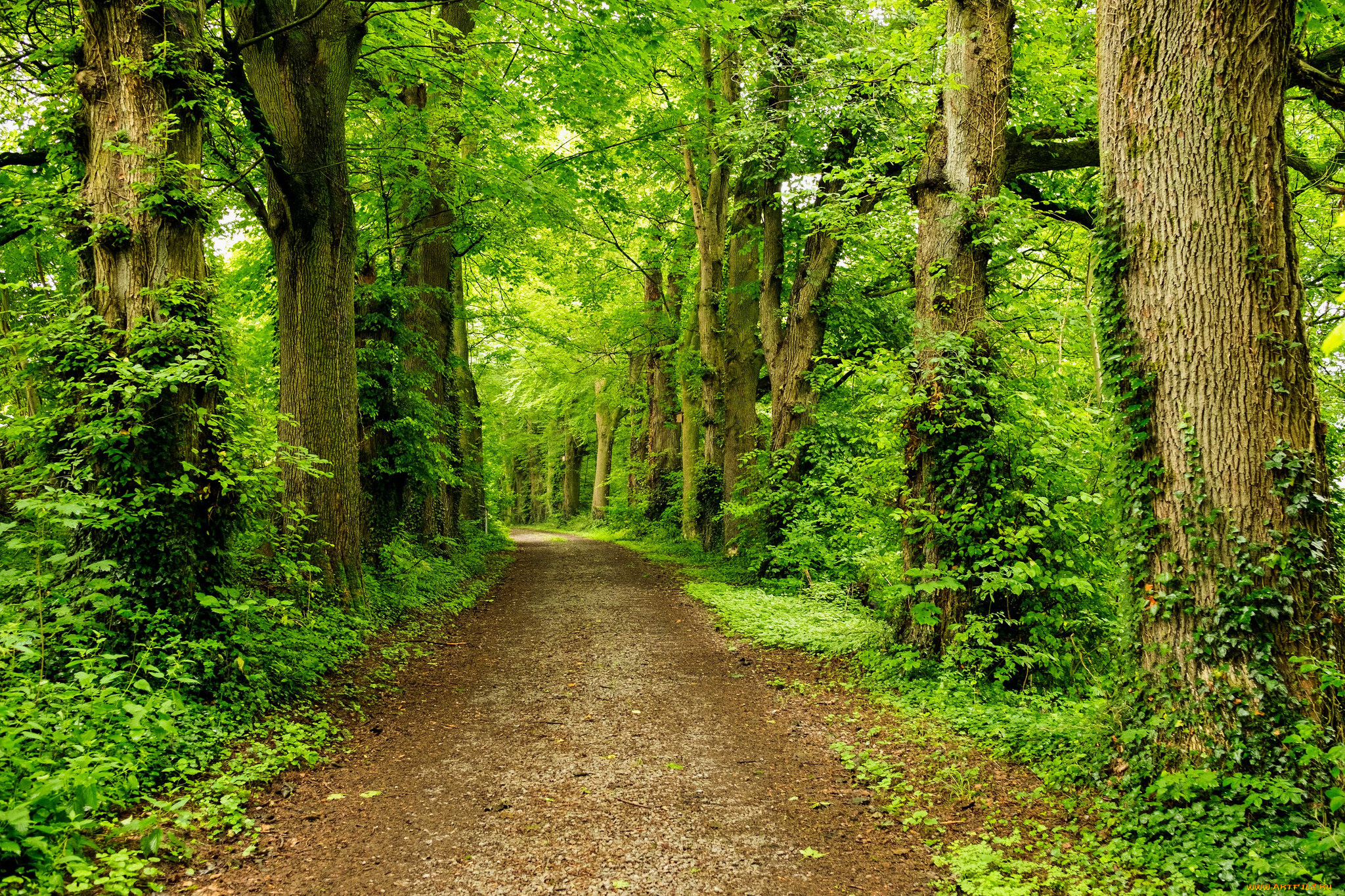 природа, дороги, простор