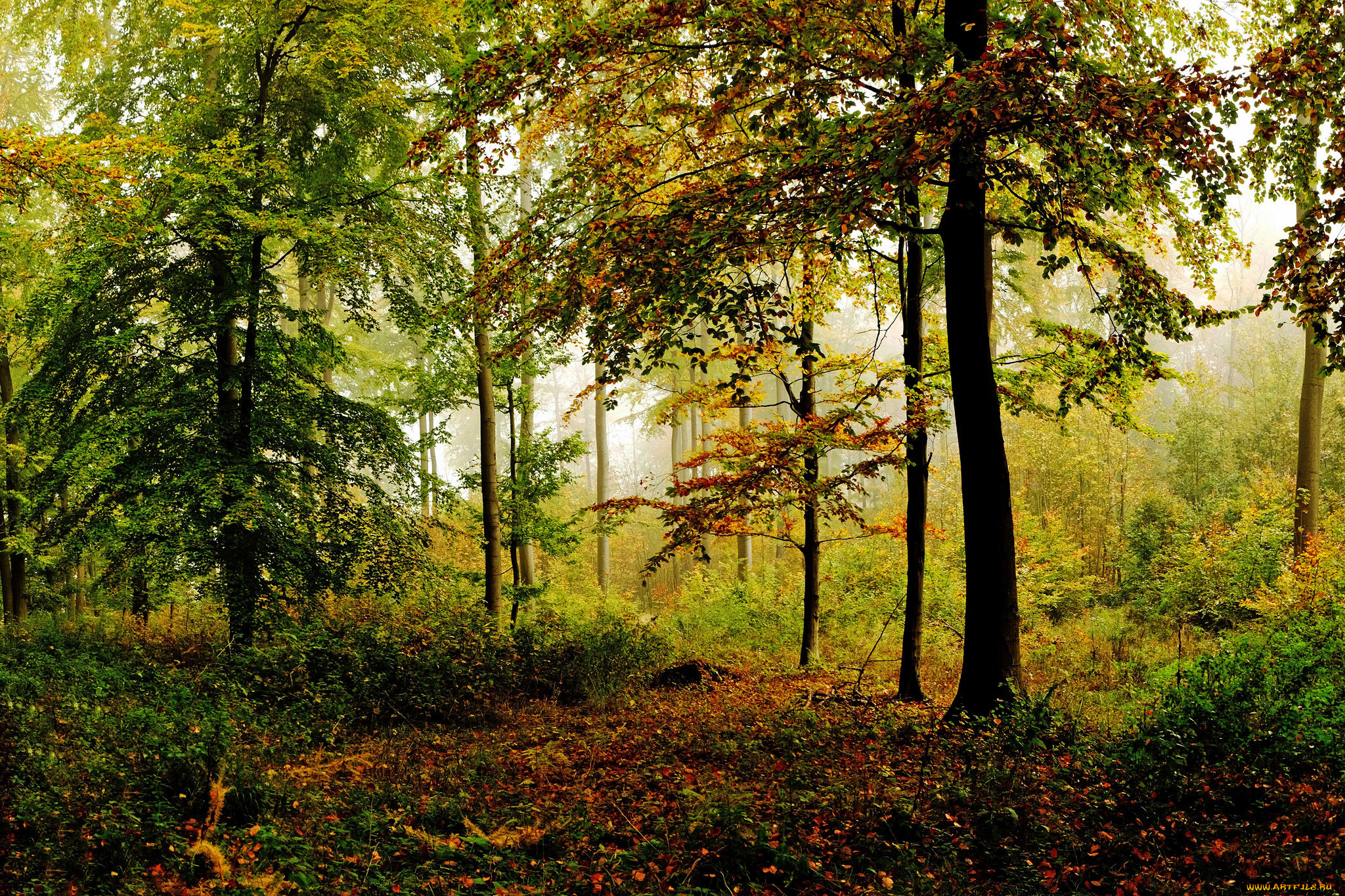 природа, лес, простор