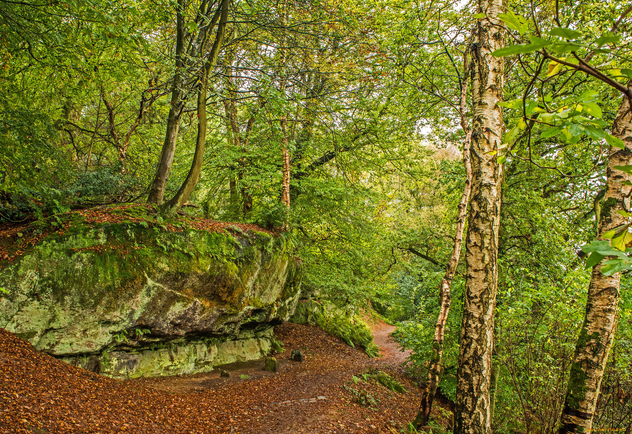 природа, лес, простор