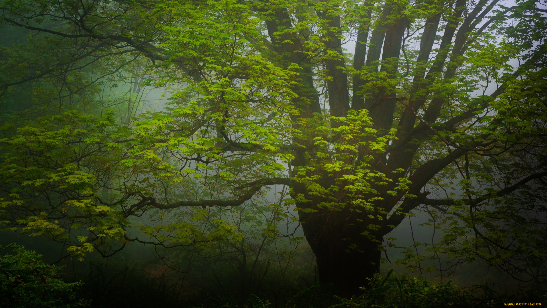 природа, деревья, дымка, дерево, лес