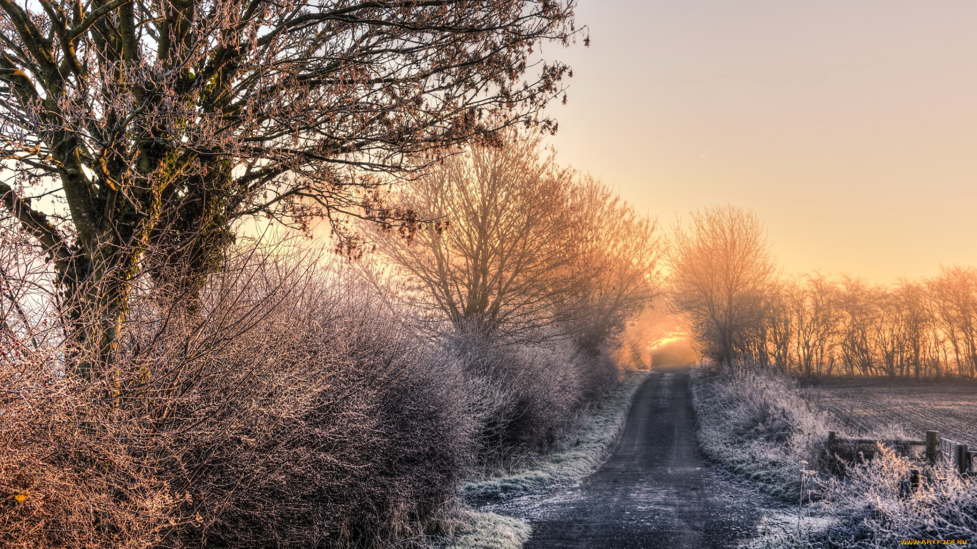 природа, дороги, утро, деревья, дорога
