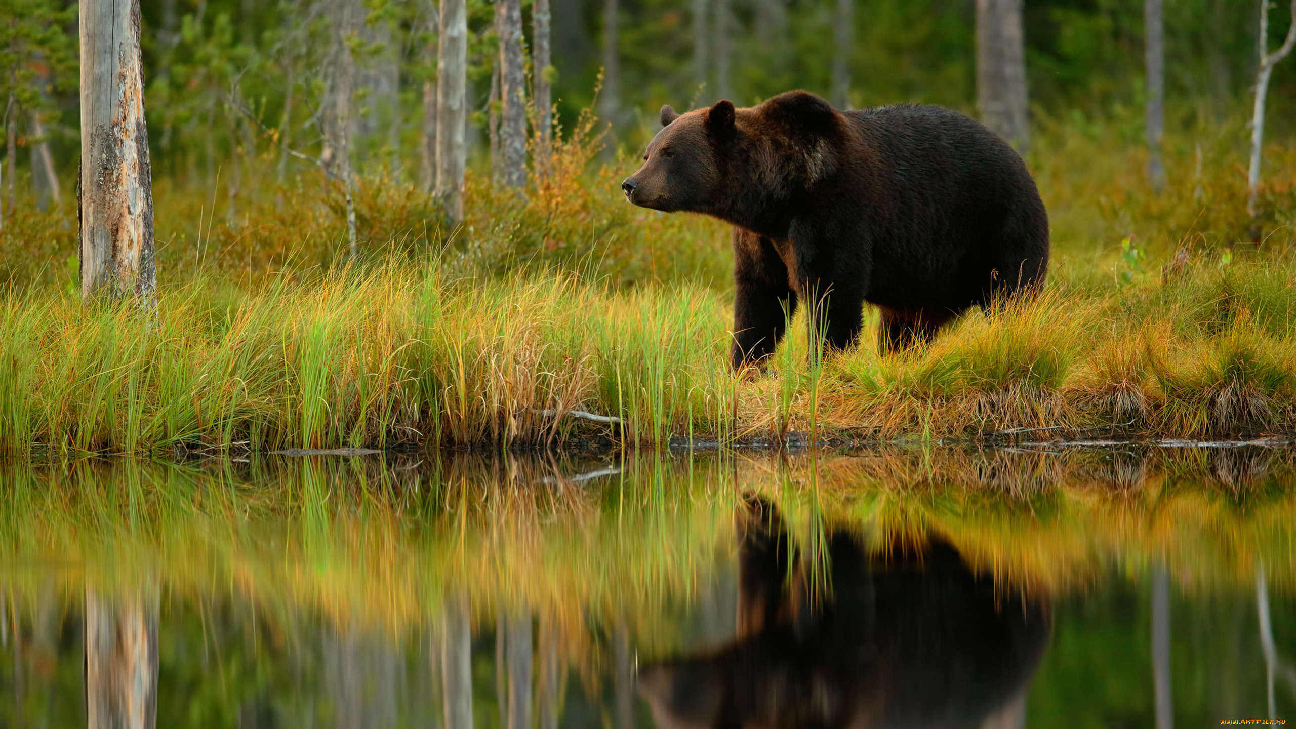 животные, медведи, медведь, бурый, гризли, кодьяк, животное, хищник, млекопитающее, хордовые