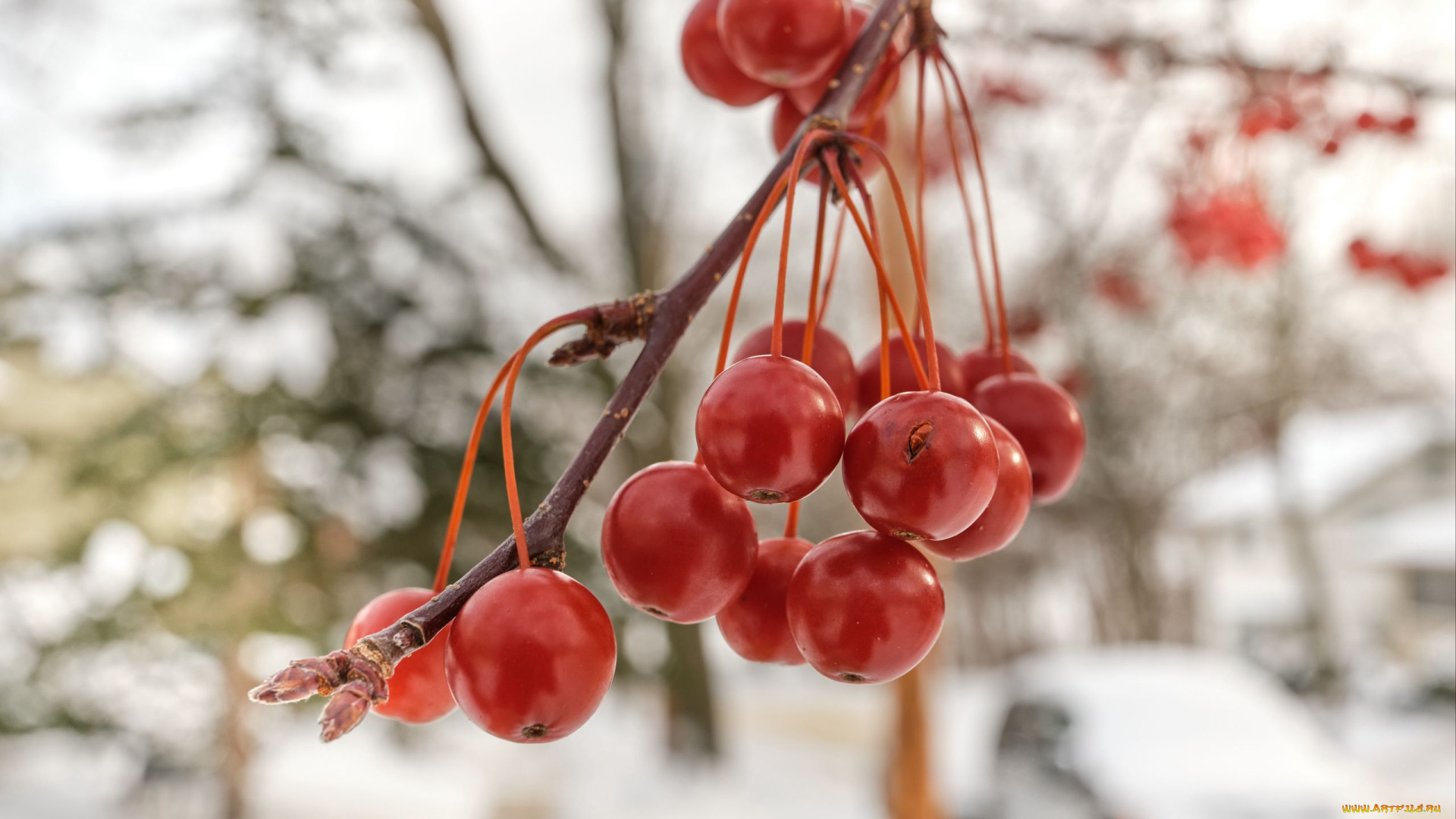 природа, ягоды, , рябина, ветка, рябина