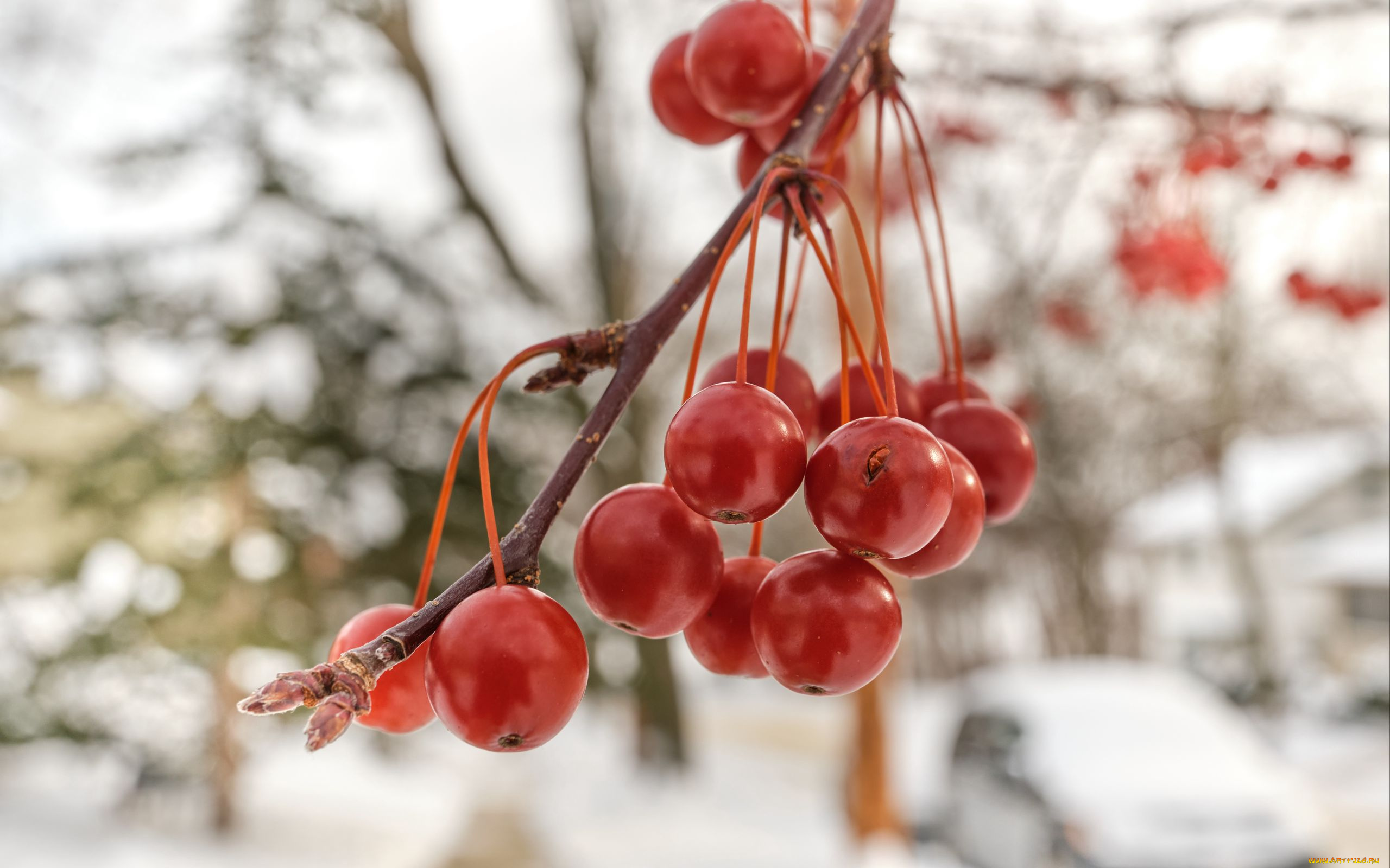 природа, ягоды, , рябина, ветка, рябина