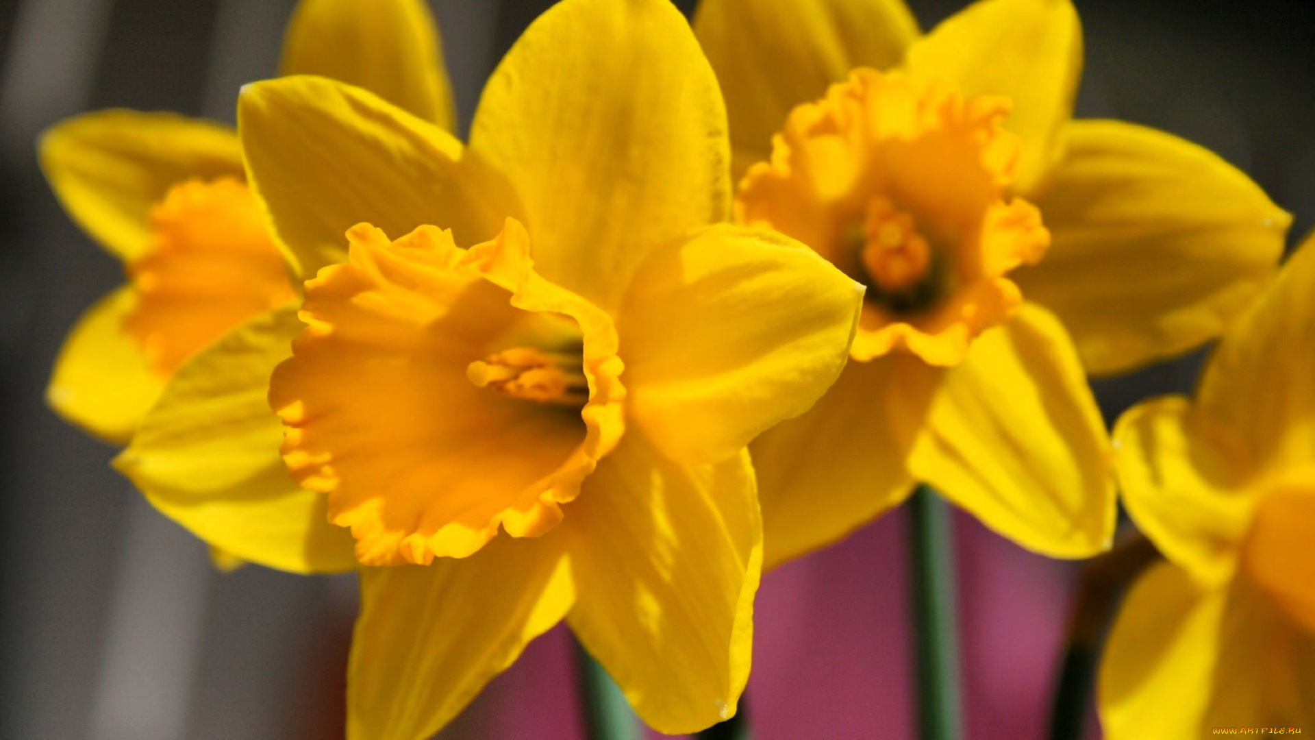 цветы, нарциссы, желтые