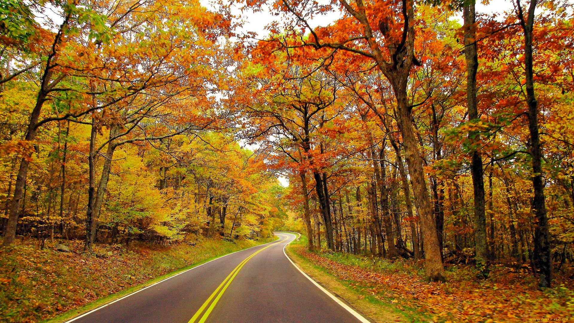 природа, дороги, лес, осень, листья, дорога