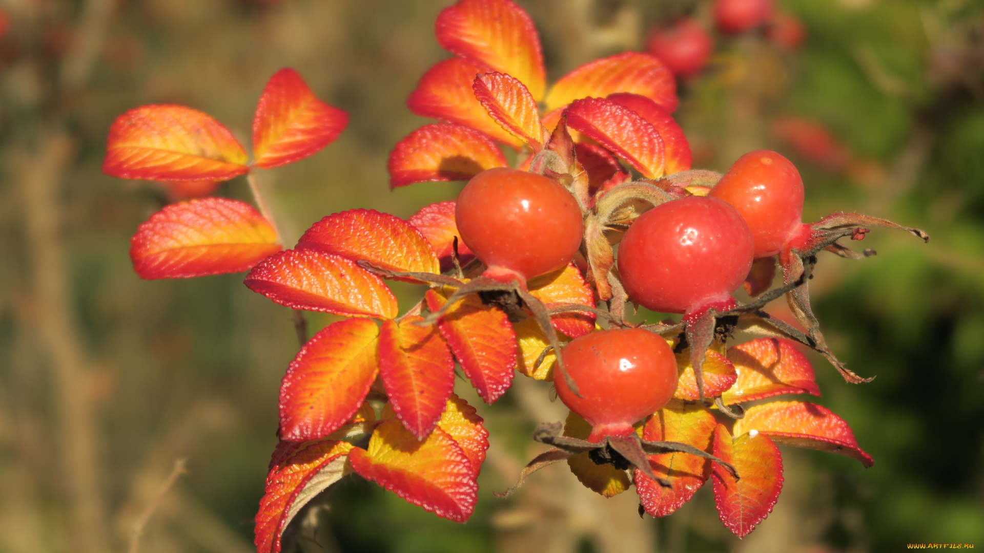 природа, ягоды, шиповник