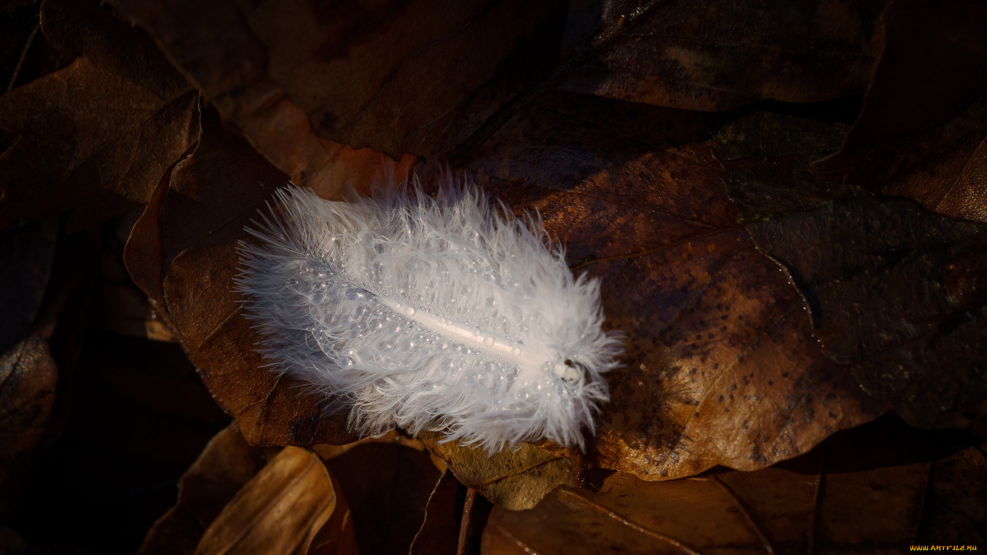 разное, перья, перо