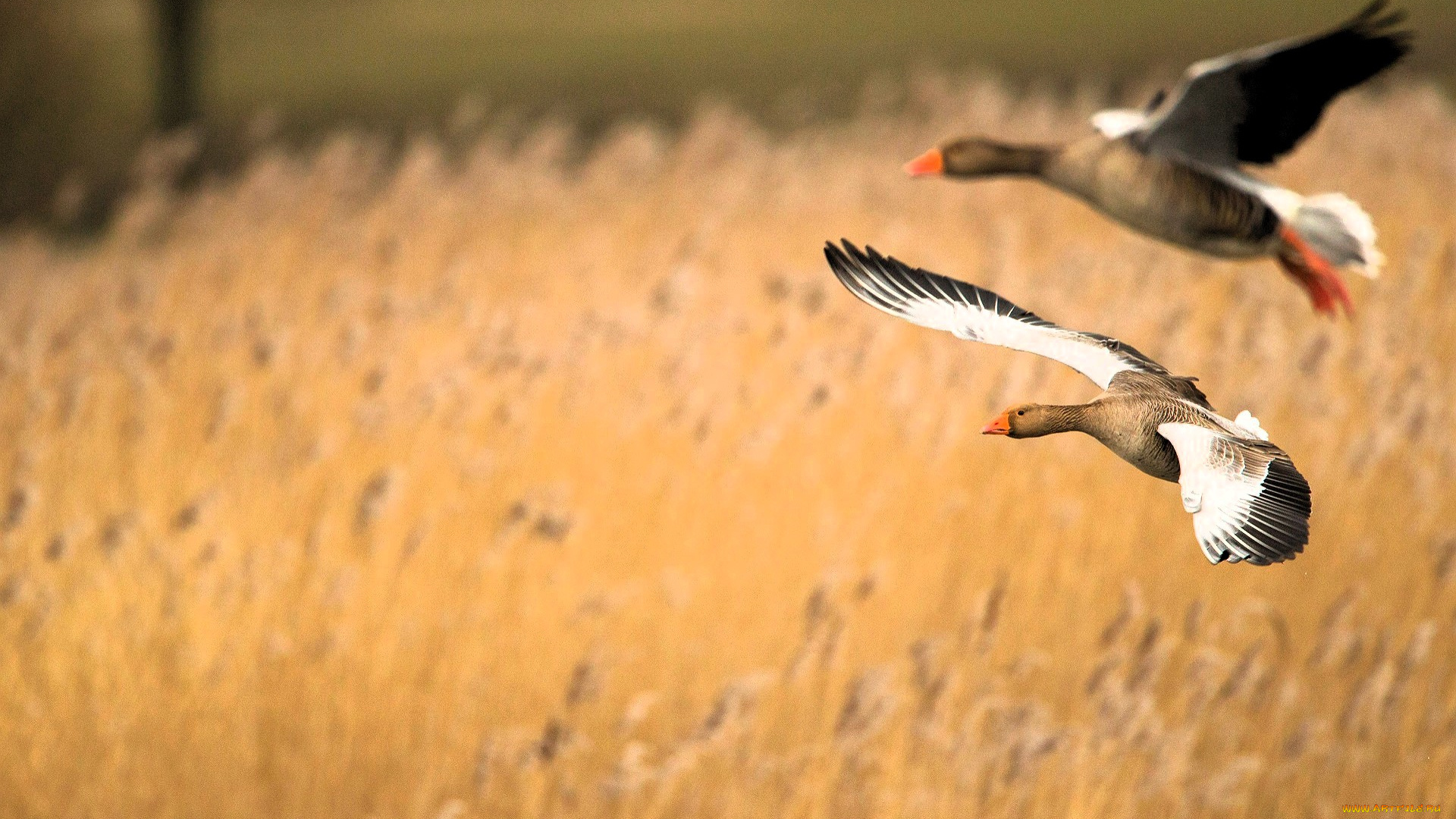 животные, гуси, птицы, пара, полет, камыши