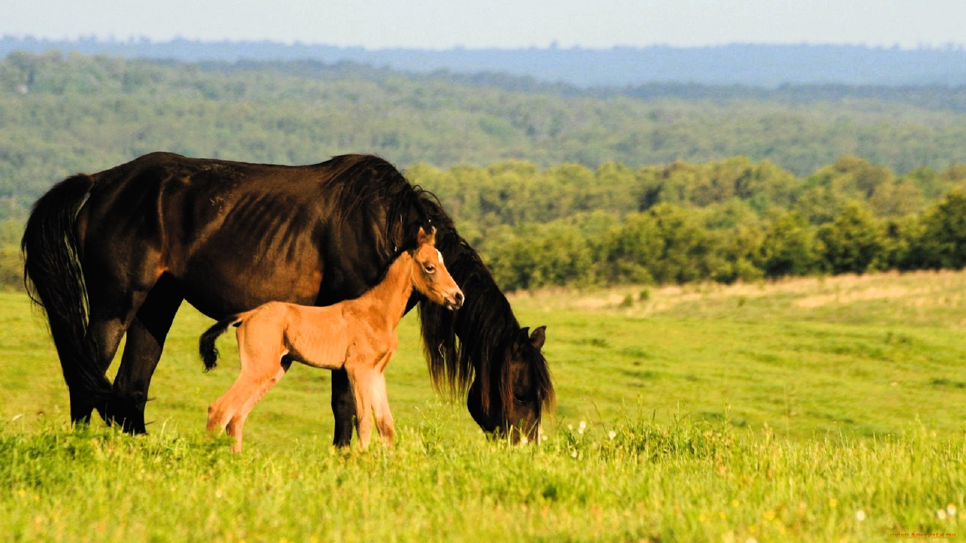 животные, лошади, лошадь, жеребенок, луг, трава, лес