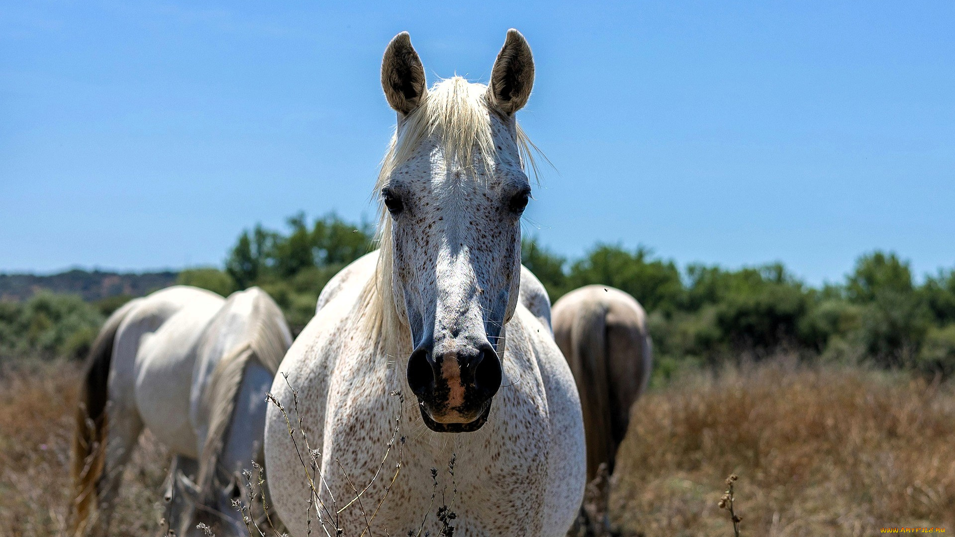 животные, лошади, пастбище, деревья