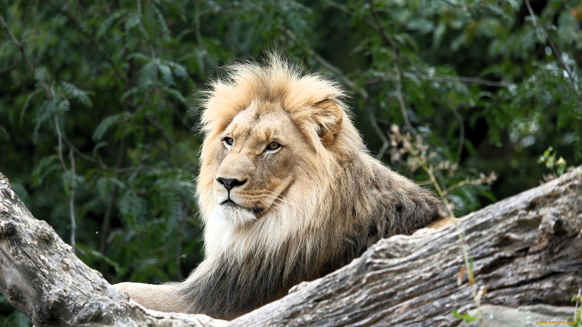 животные, львы, лев, деревья, бревно