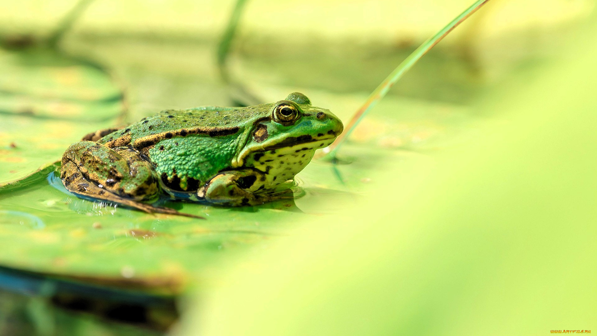 животные, лягушки, лягушка, листья