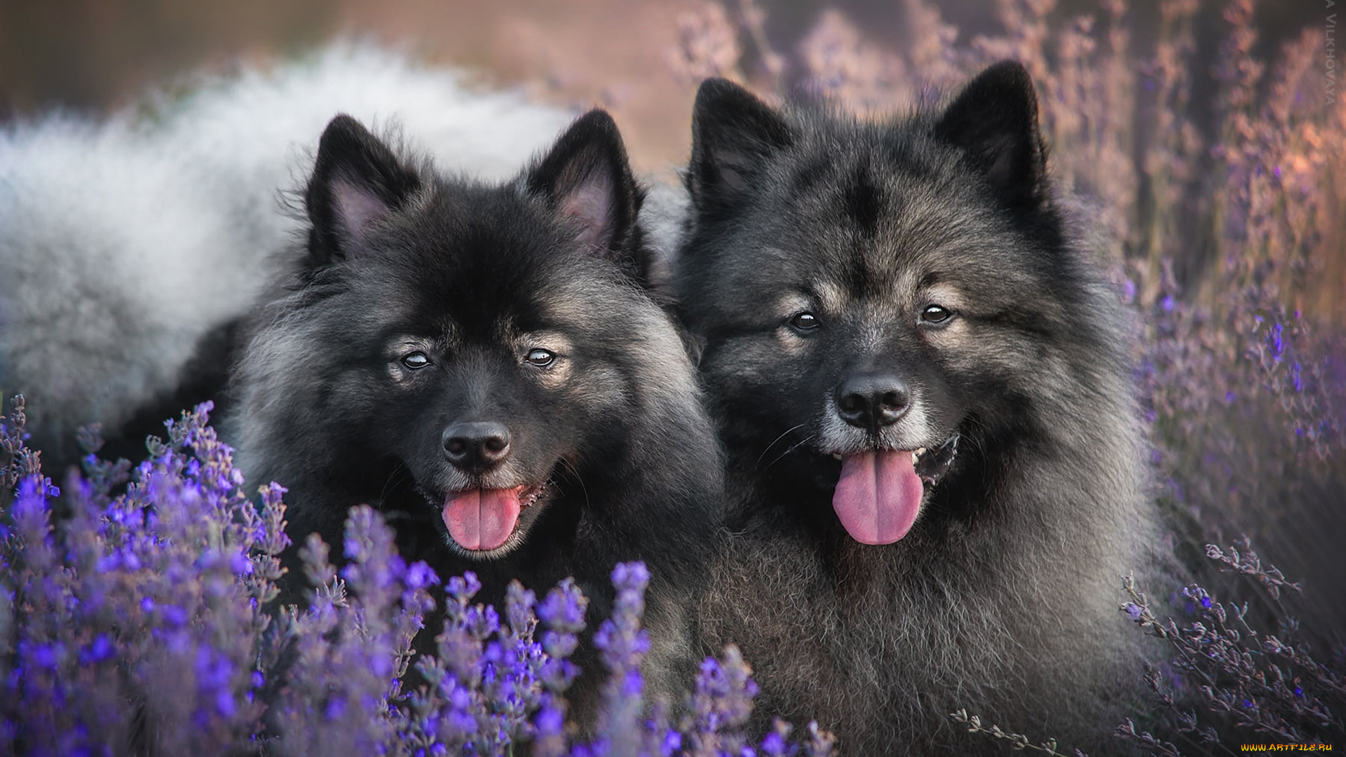 животные, собаки