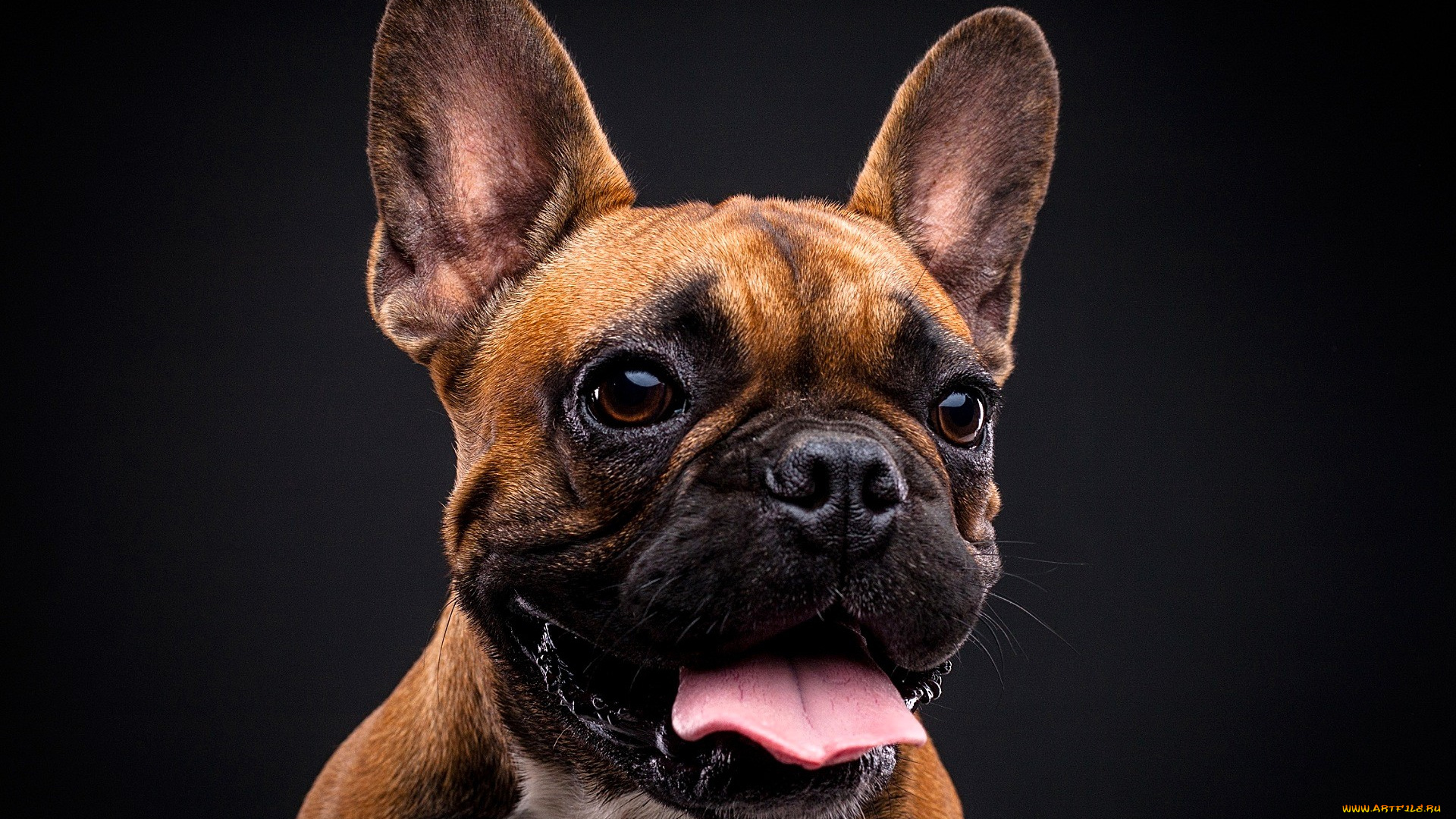 животные, собаки, собака, бульдог, язык