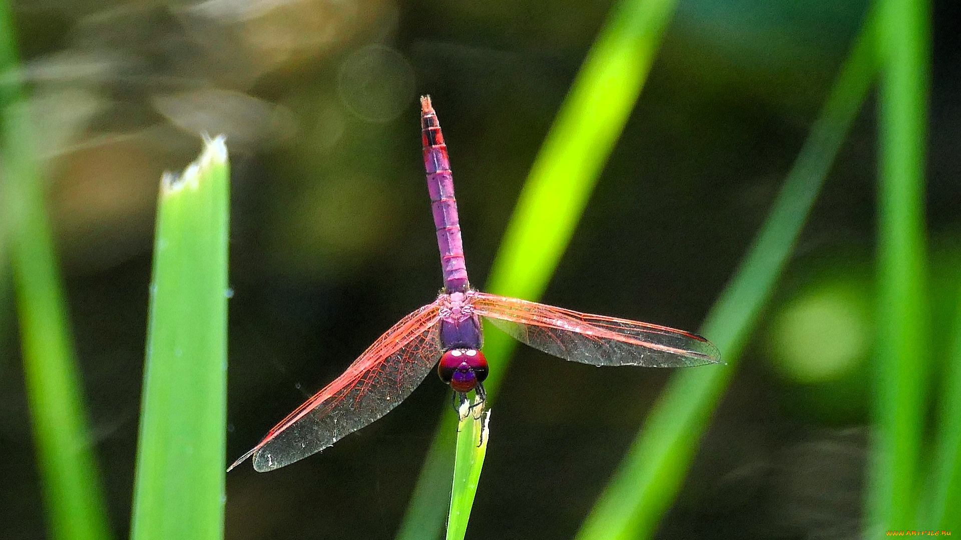 животные, стрекозы, стрекоза, листья
