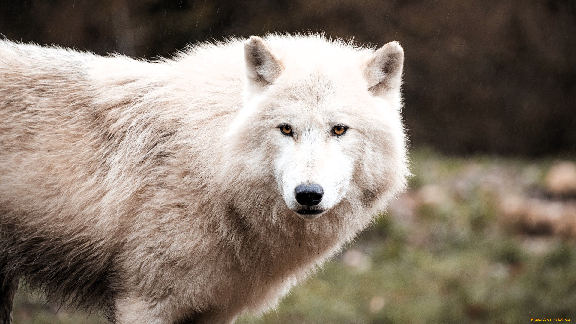 животные, волки, , койоты, , шакалы, волк, белый