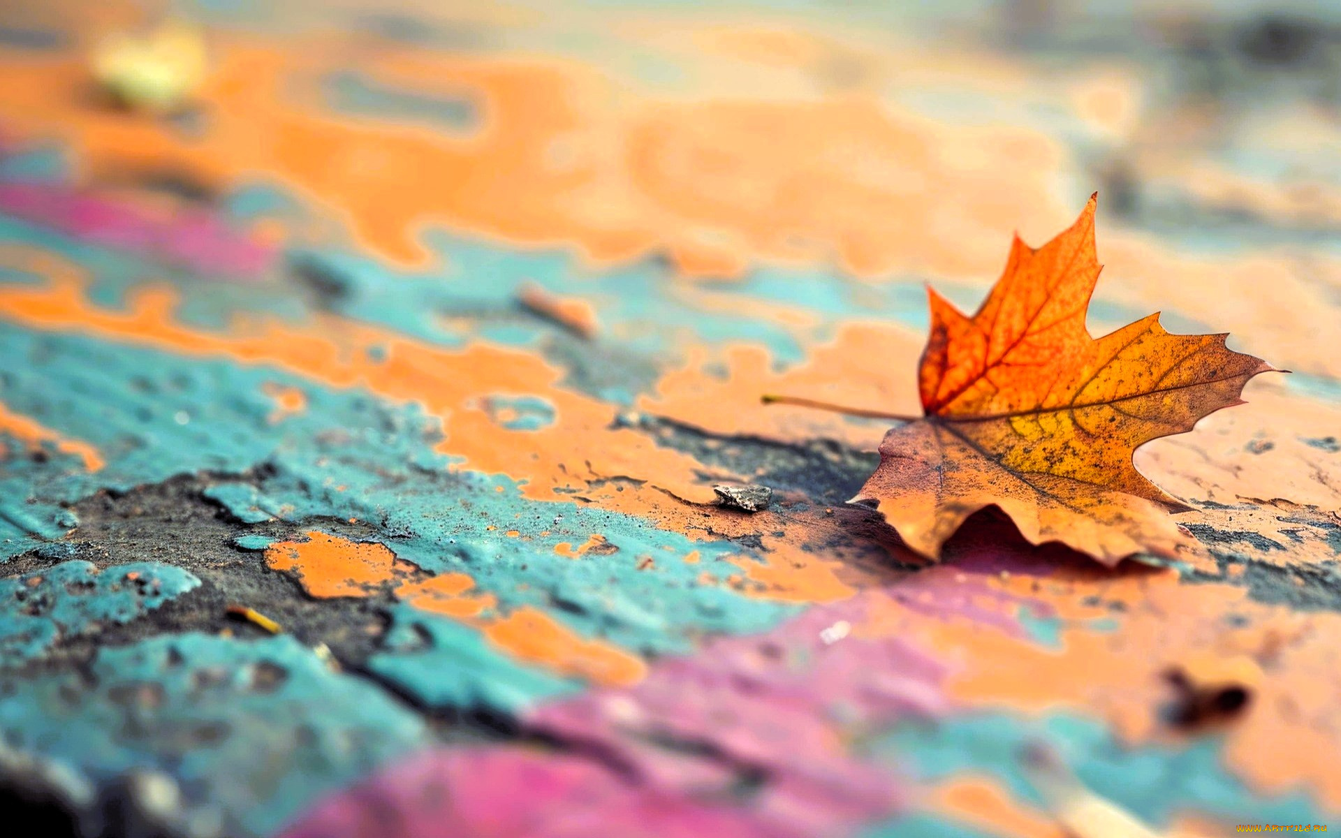 природа, листья, лист, желтый, осень, клен, поверхность