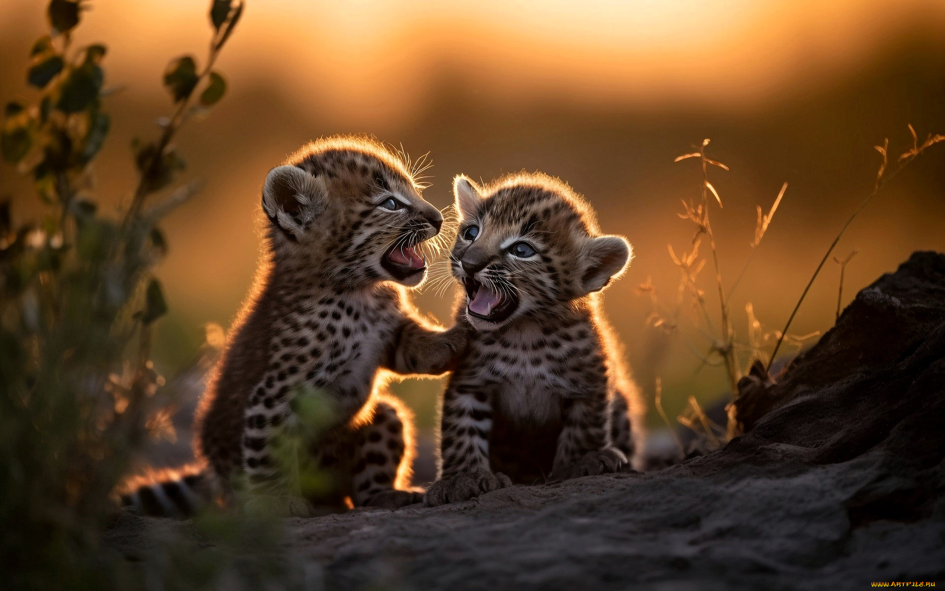 разное, компьютерный, дизайн, котята, трава