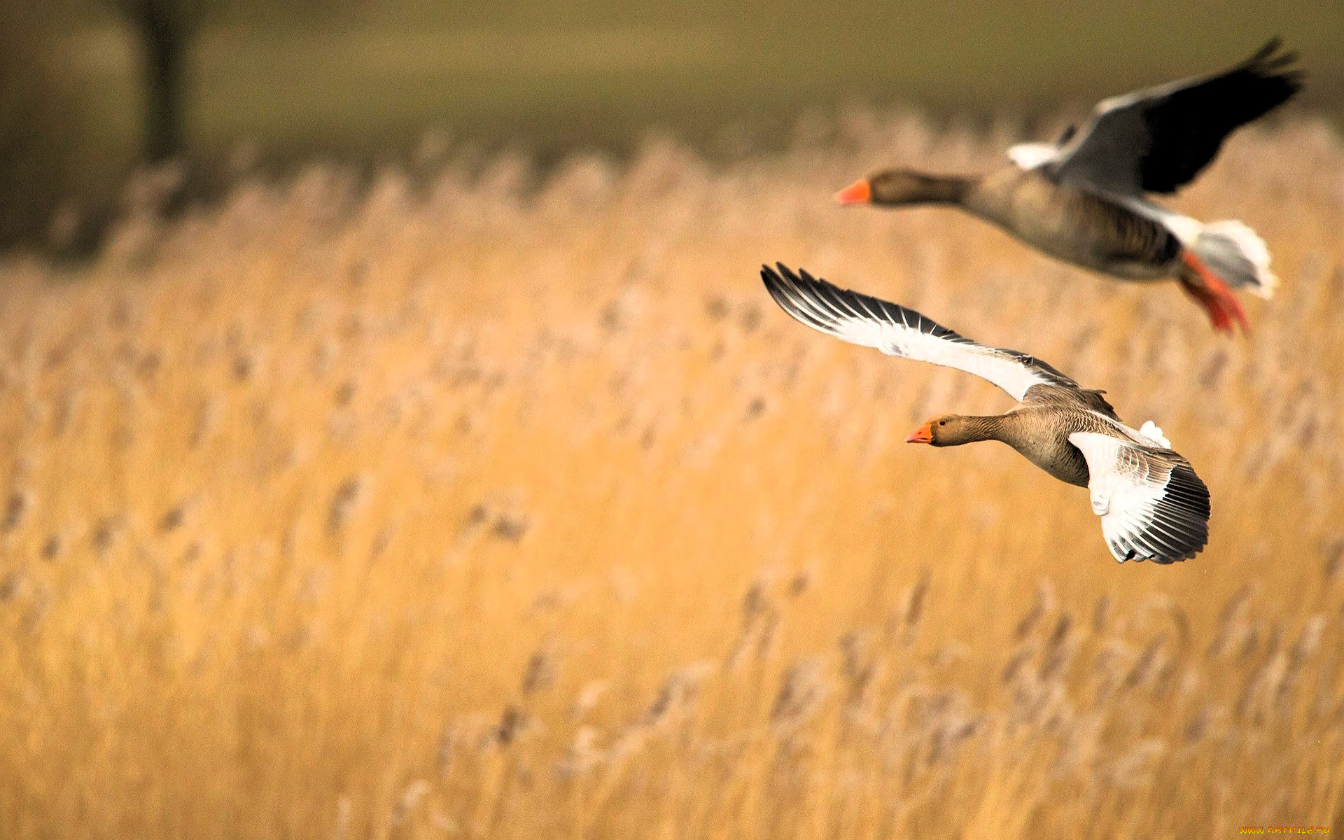 животные, гуси, птицы, пара, полет, камыши