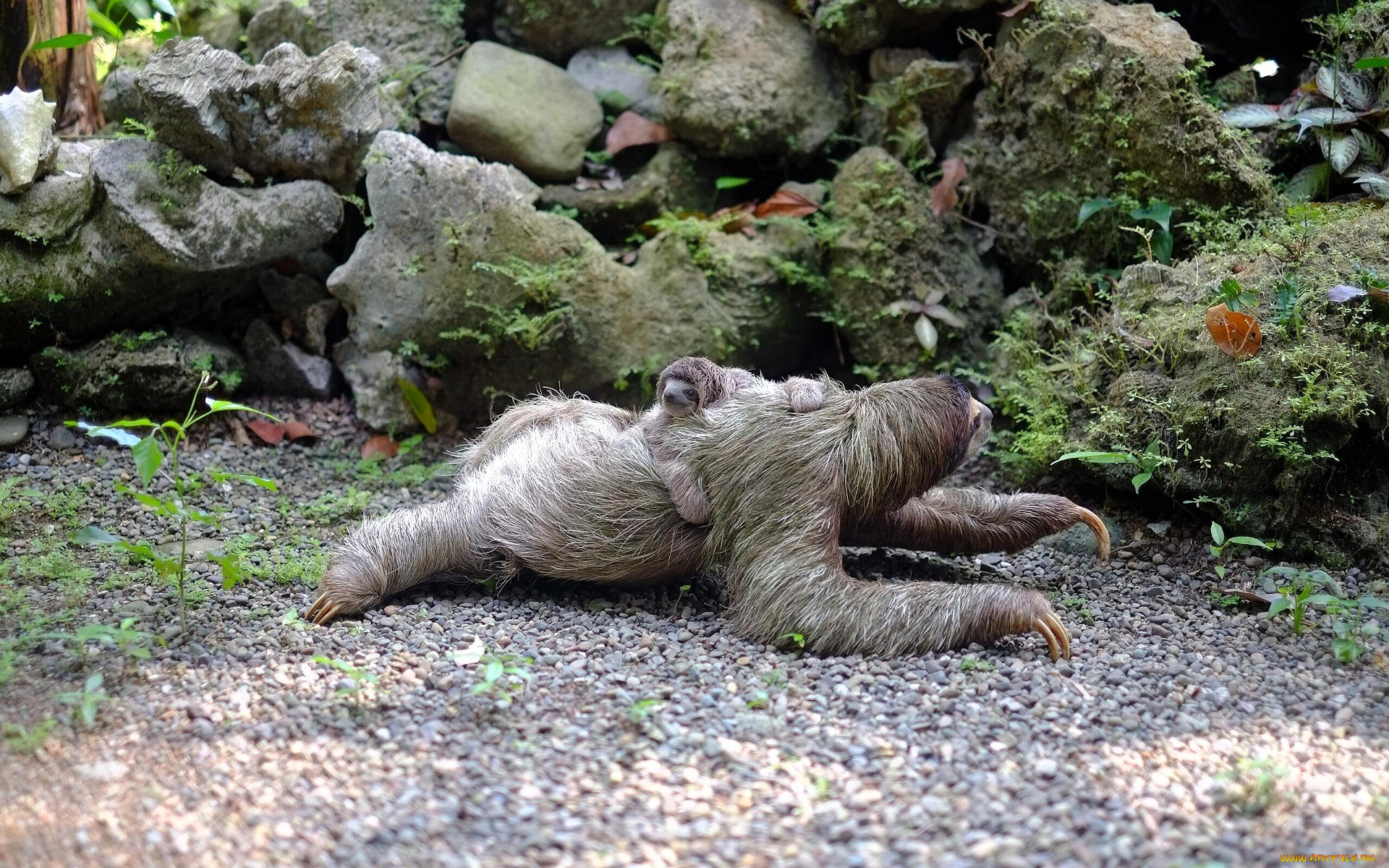 животные, ленивцы, ленивец, детеныш, камни, мох