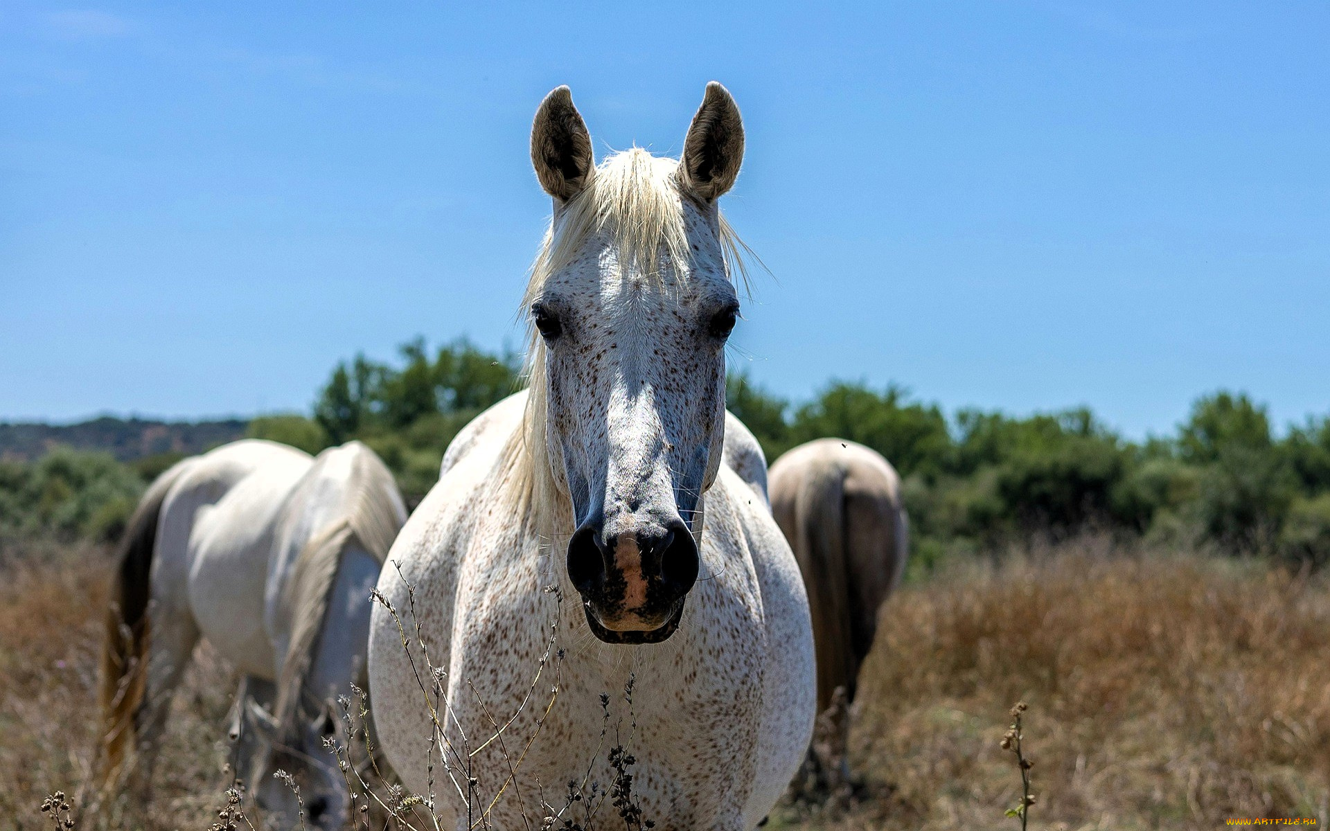 животные, лошади, пастбище, деревья