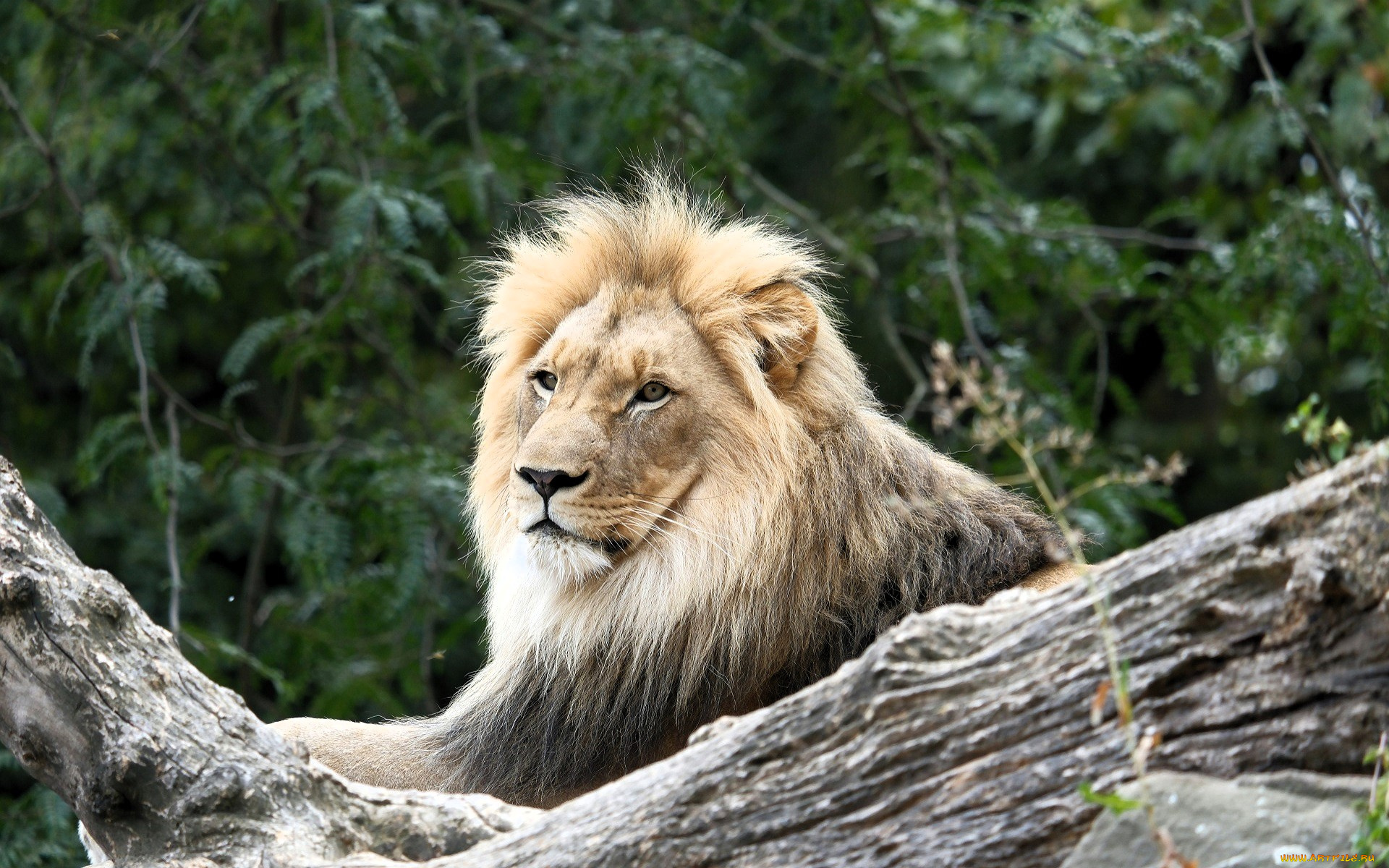 животные, львы, лев, деревья, бревно