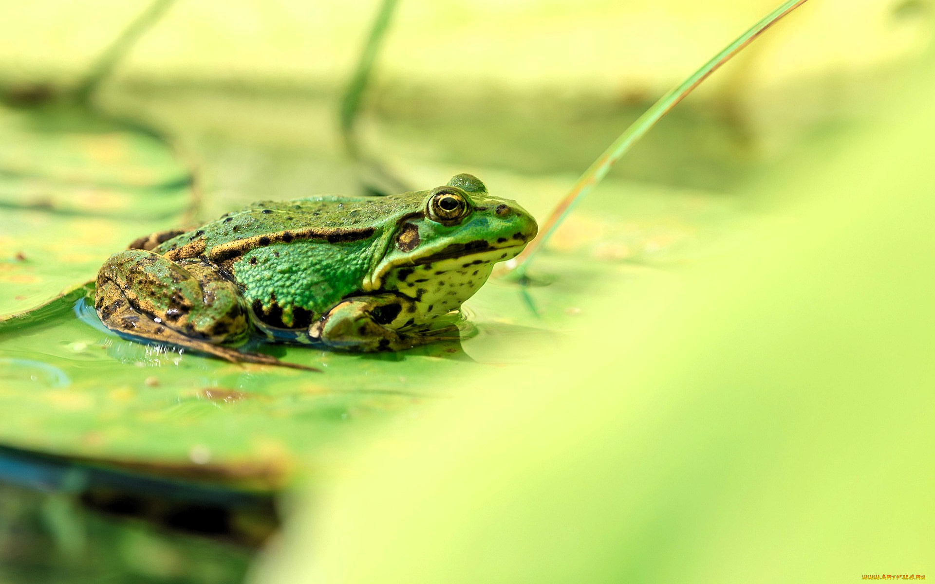 животные, лягушки, лягушка, листья