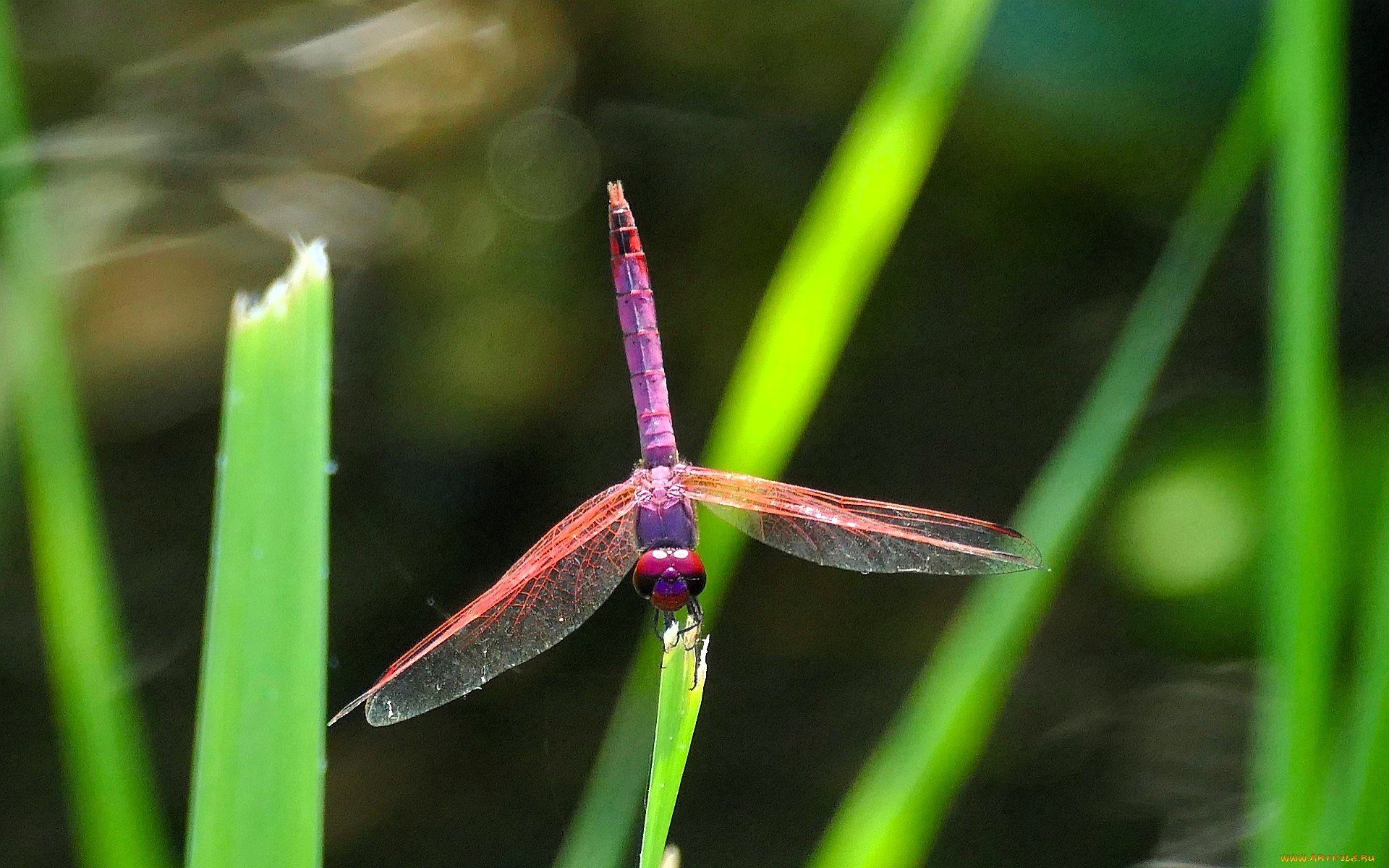 животные, стрекозы, стрекоза, листья