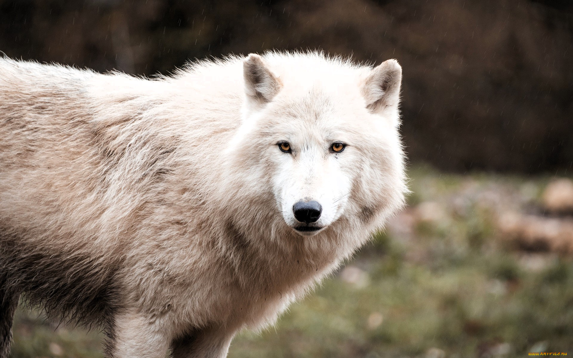 животные, волки, , койоты, , шакалы, волк, белый