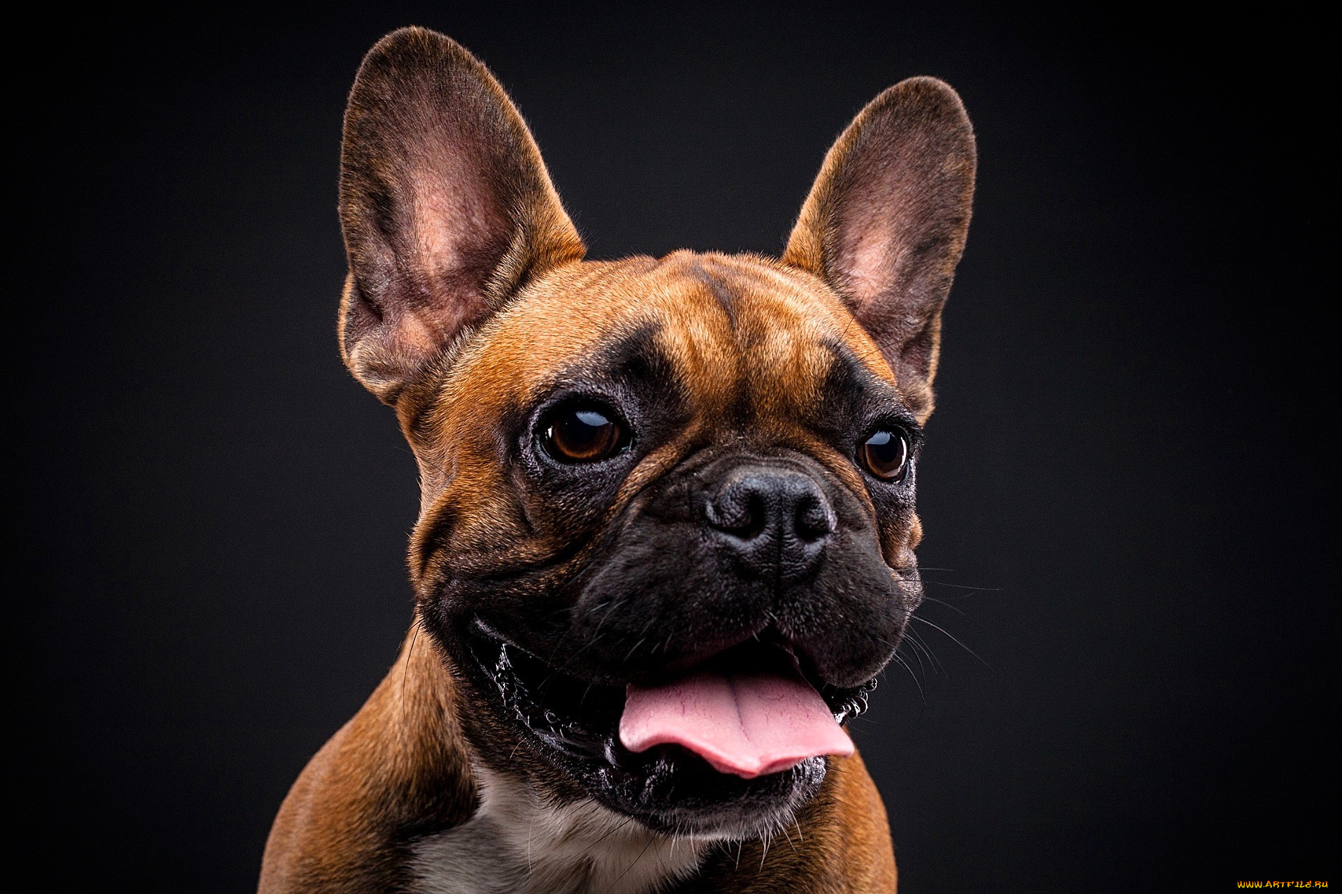 животные, собаки, собака, бульдог, язык